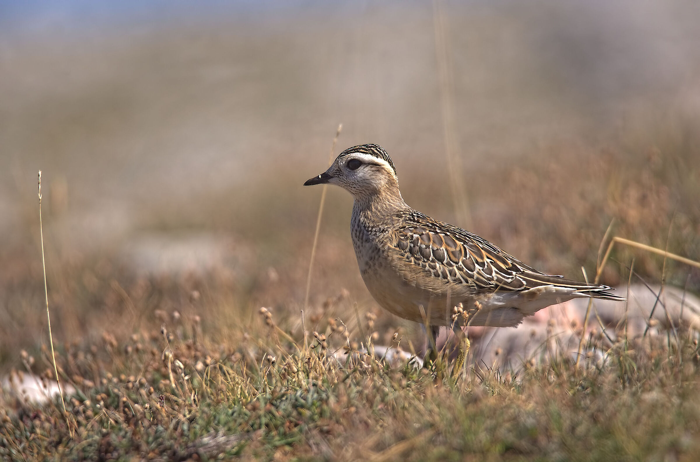 Tortolino plover