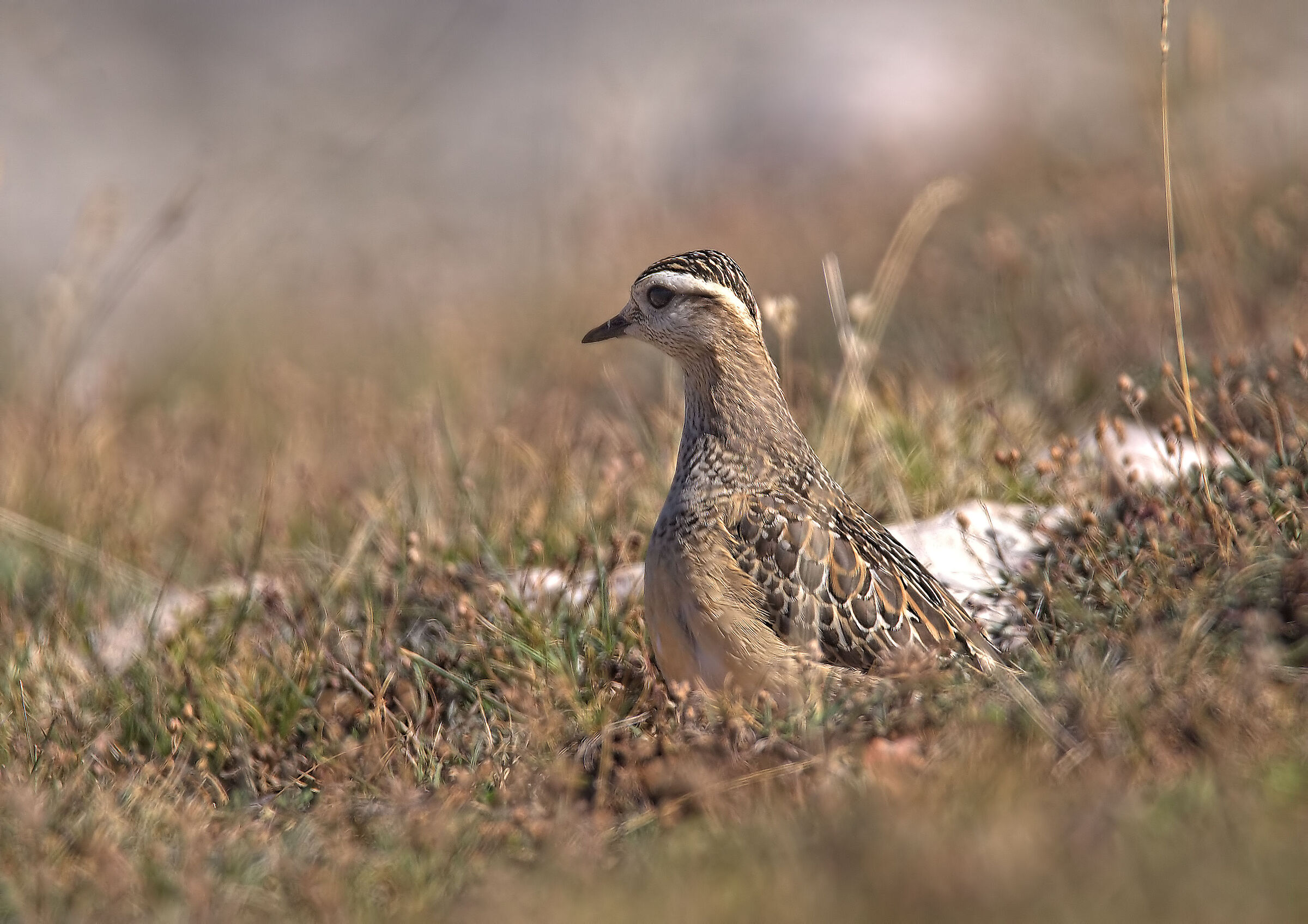 Tortolino plover