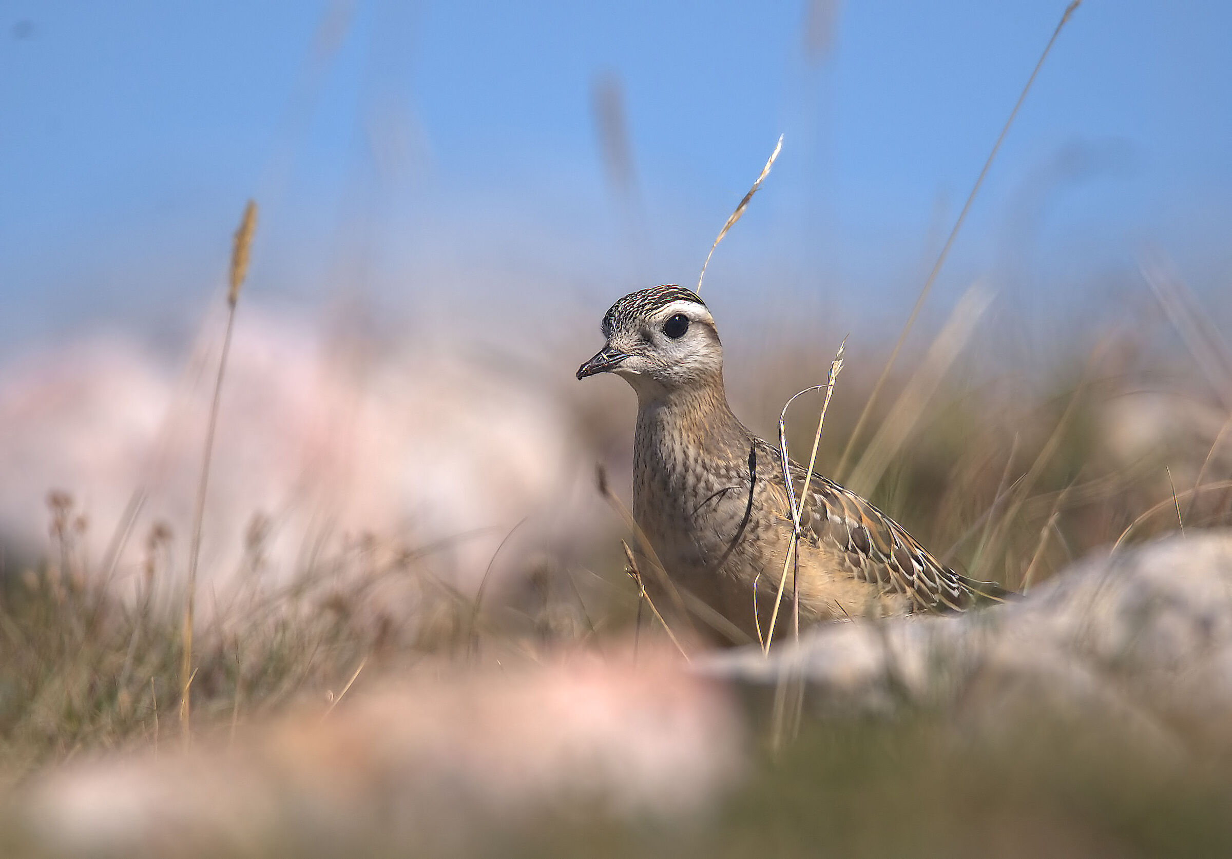 Tortolino plover