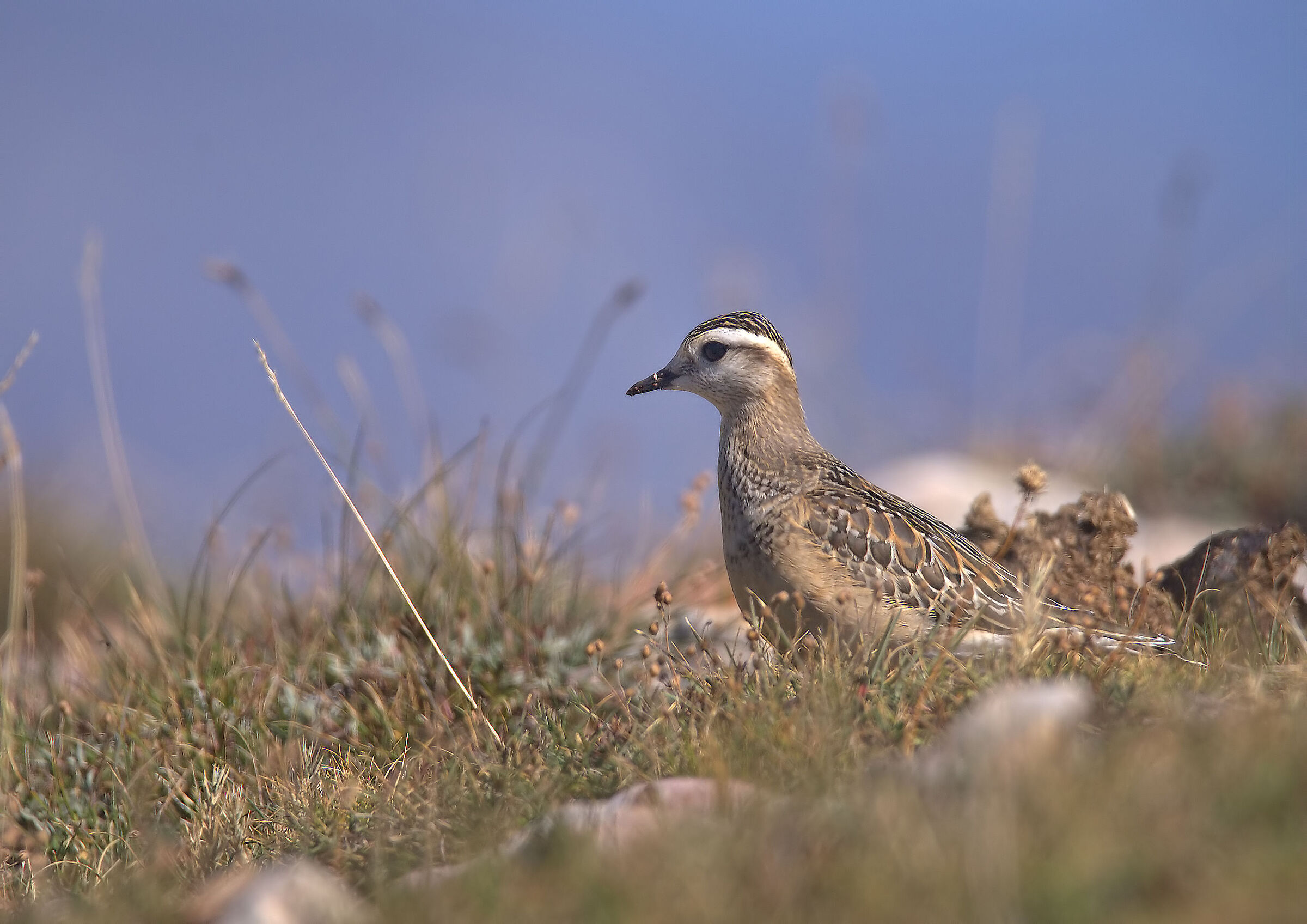 Tortolino plover