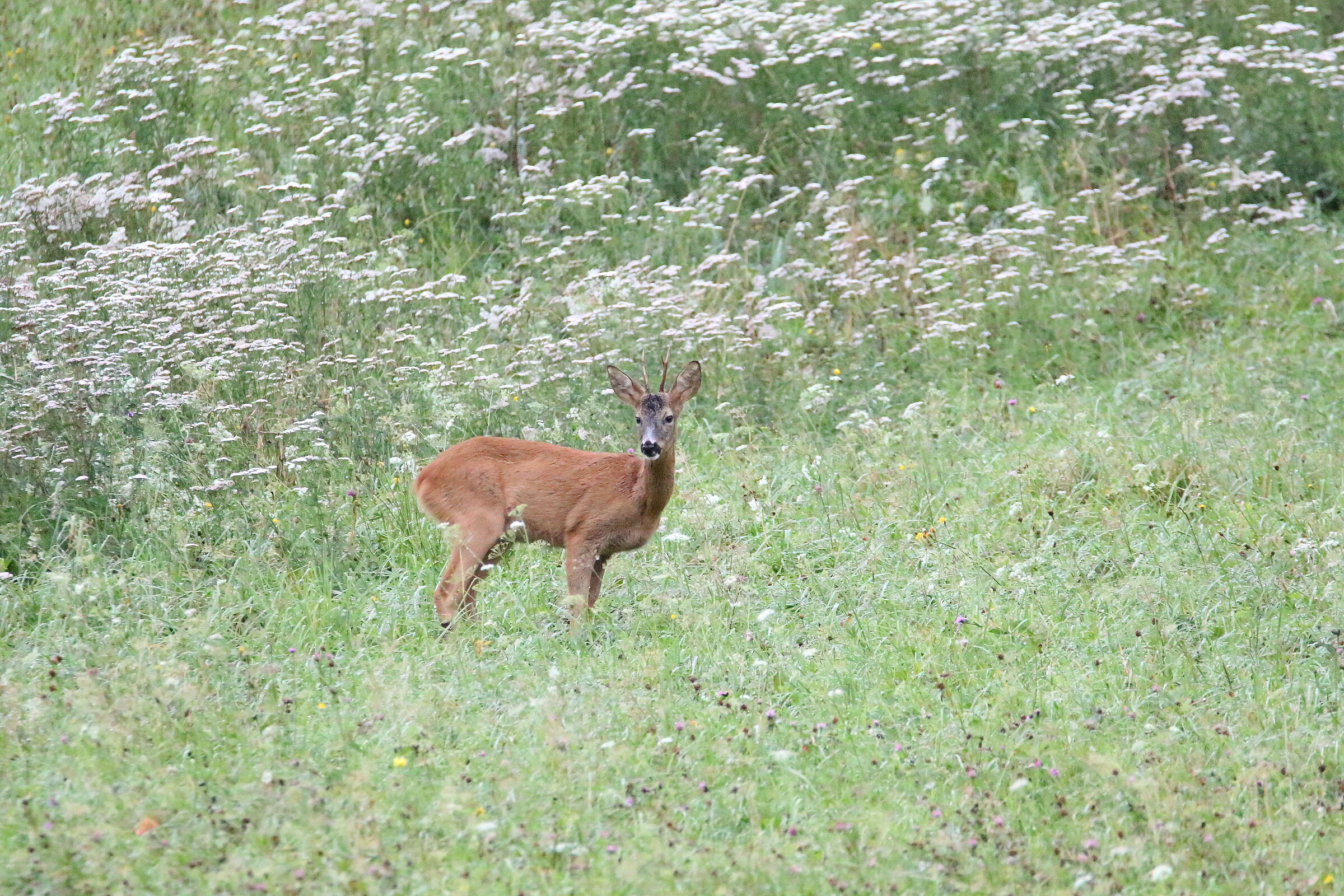 maschio capriolo 16000 iso