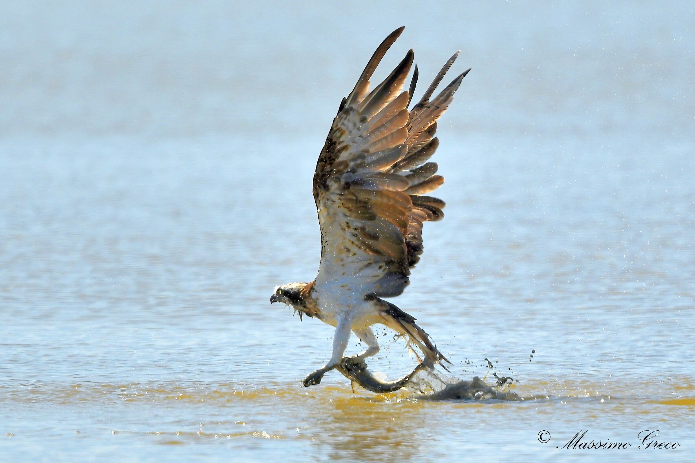 Osprey (Pandion haliaetus) with prey