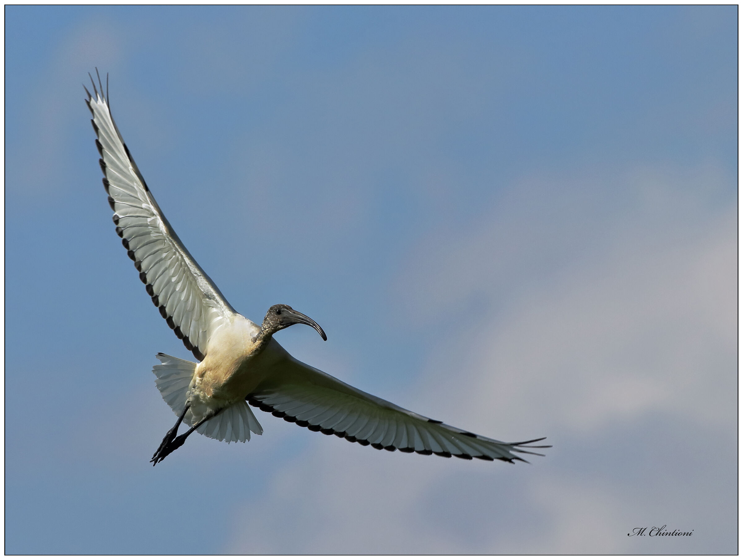 "il Pollo volante" ... Ibis Sacro