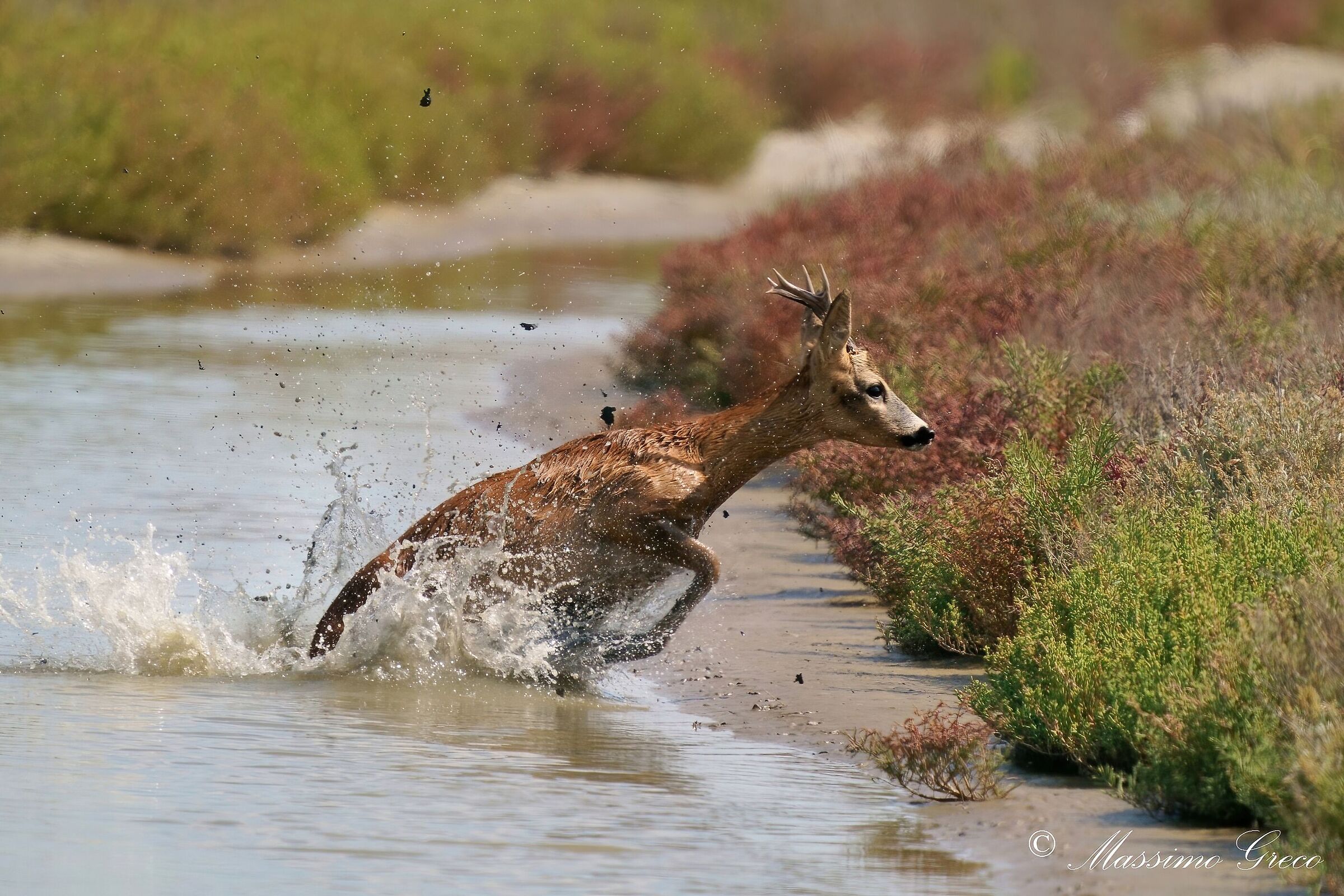 Capriolo (Capreolus capreolus)