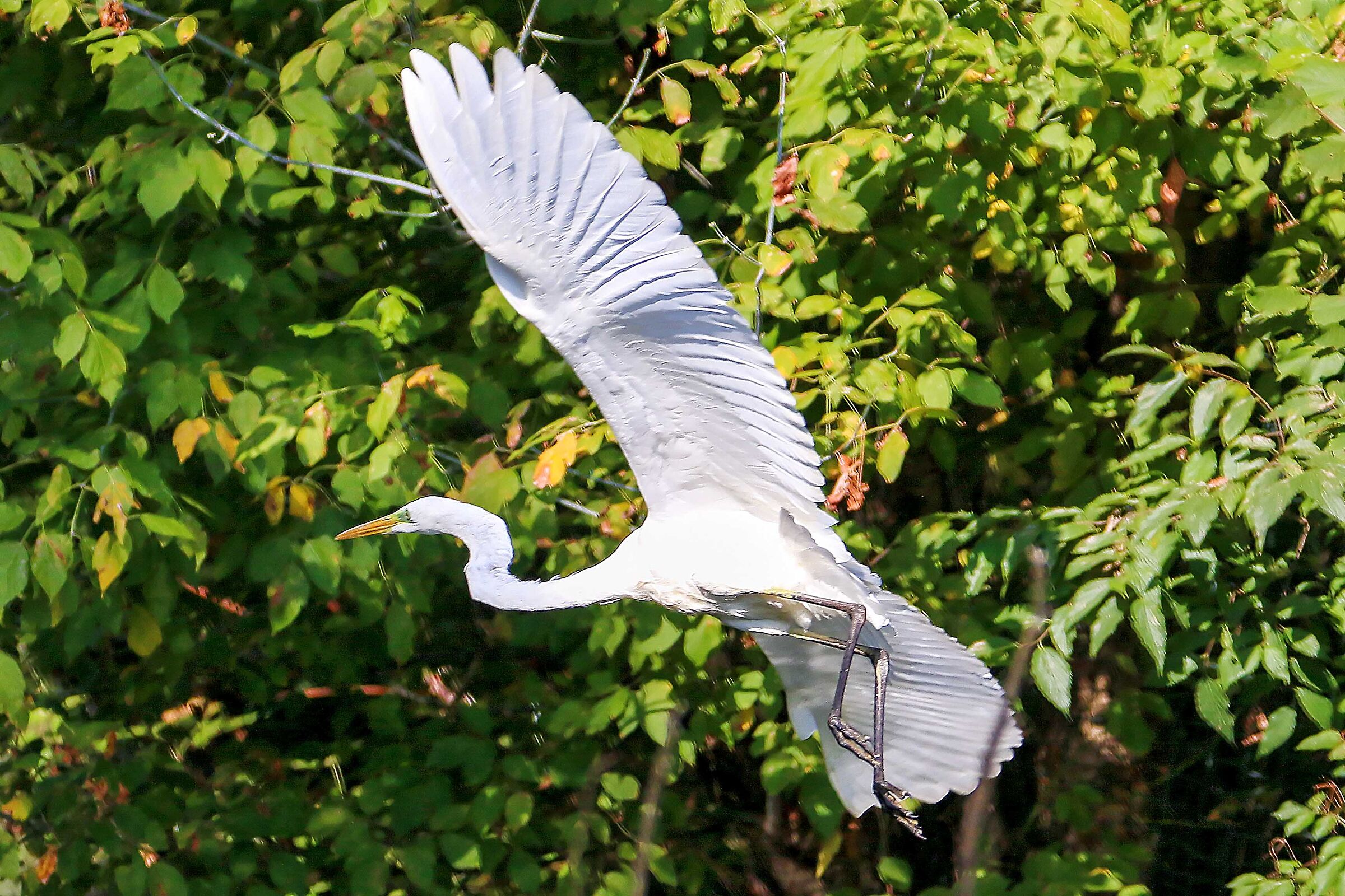 Airone Bianco
