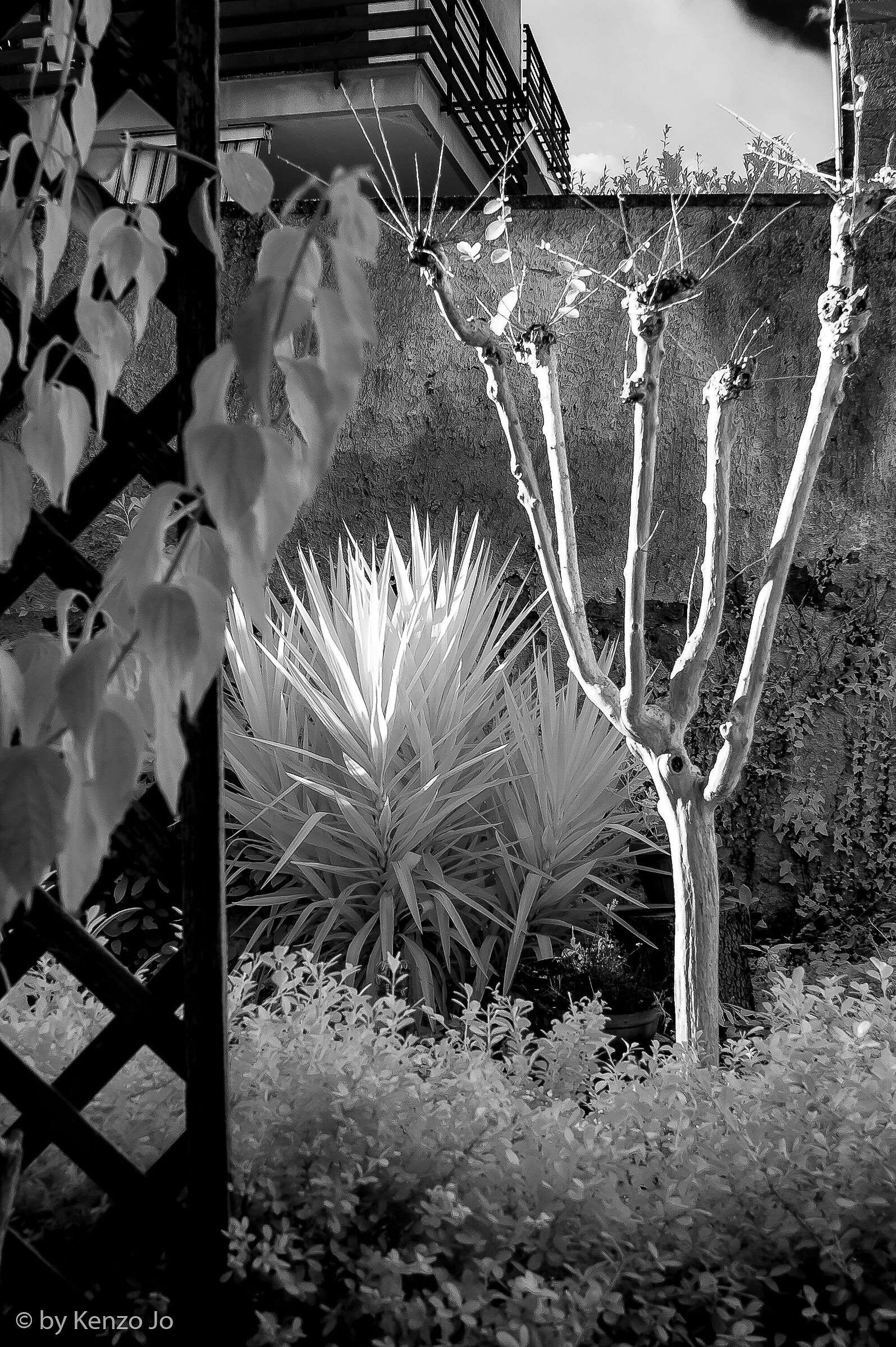 Infrared garden