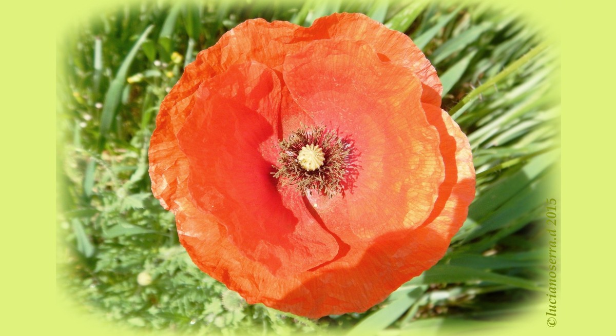 Field poppy