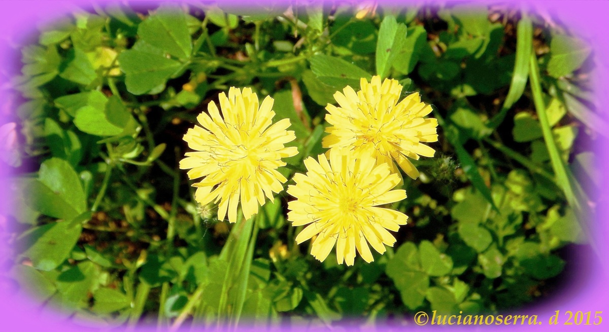 Dandelion - Dandelion