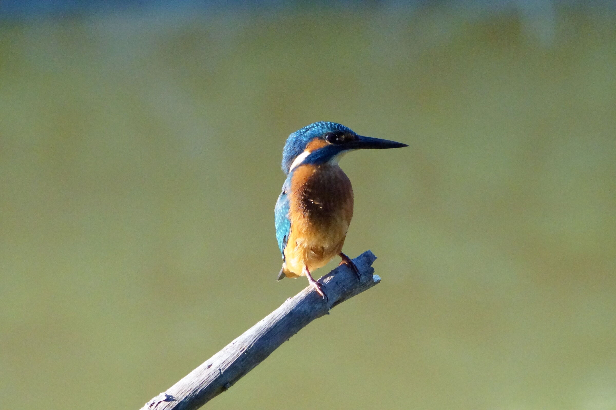 martin pescatore prova alti iso