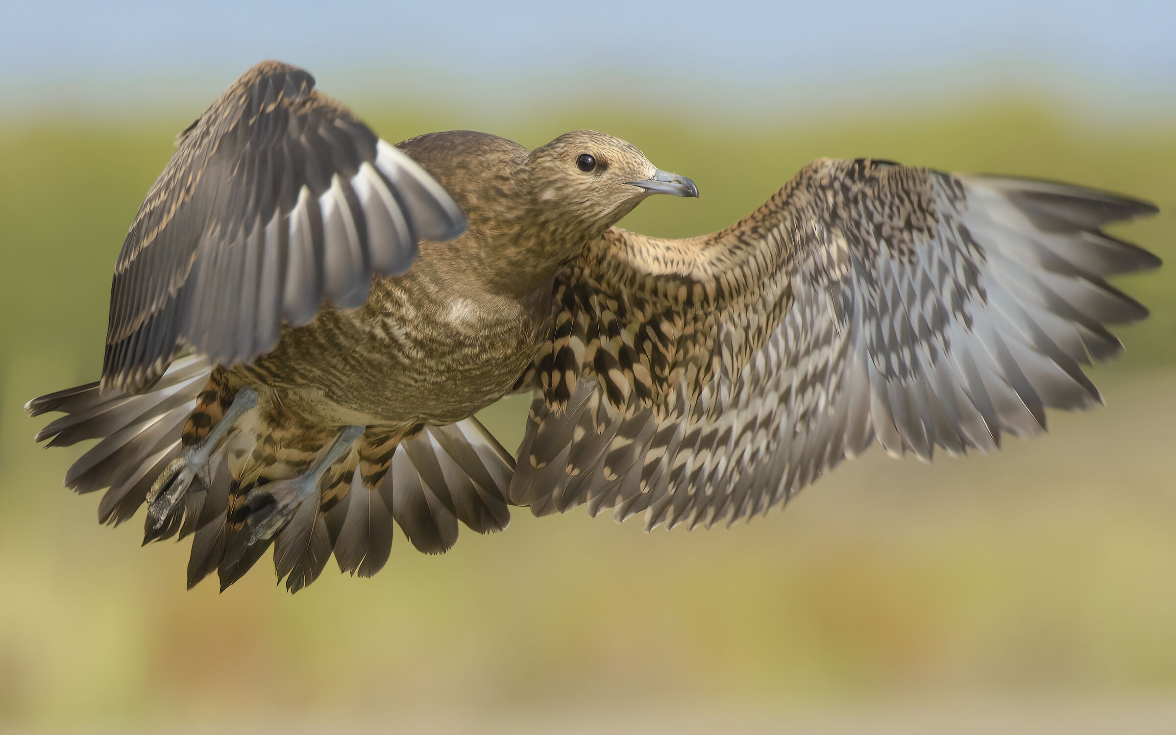 Non solo una foto... - Labbo giovane