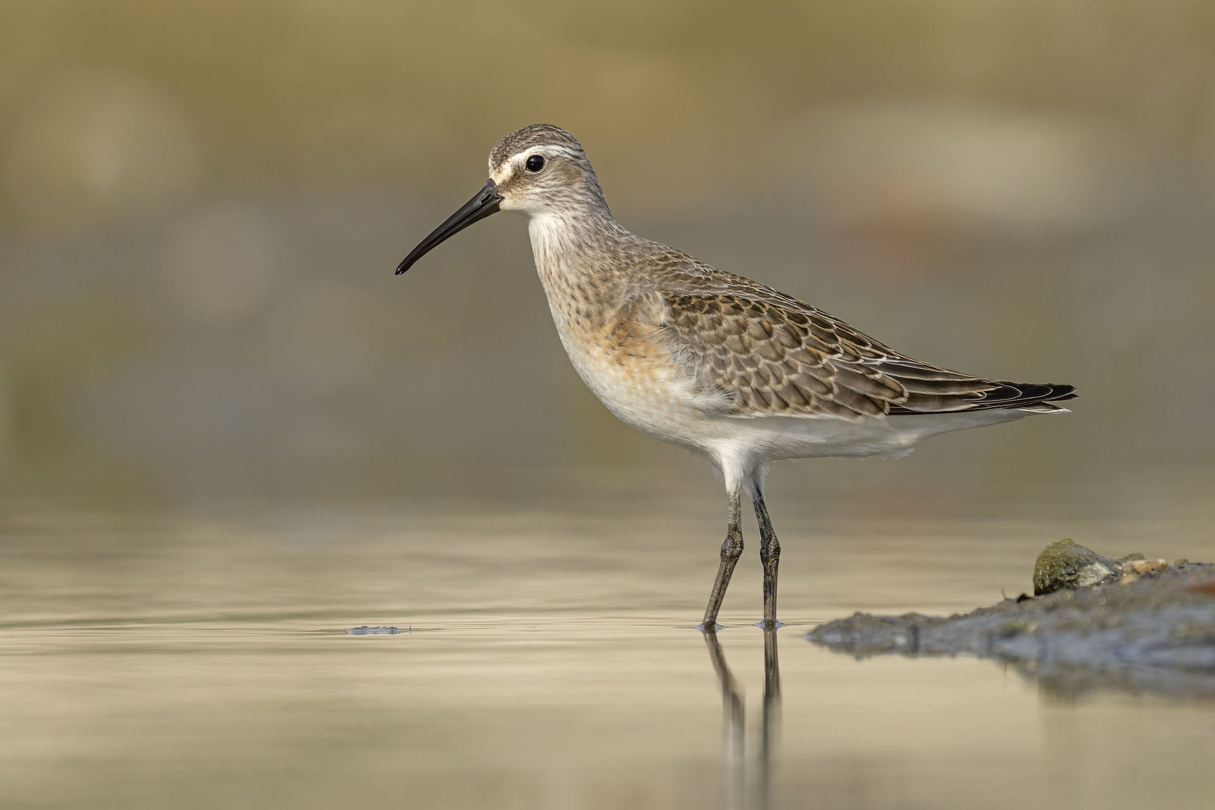 Giovane Piovanello comune