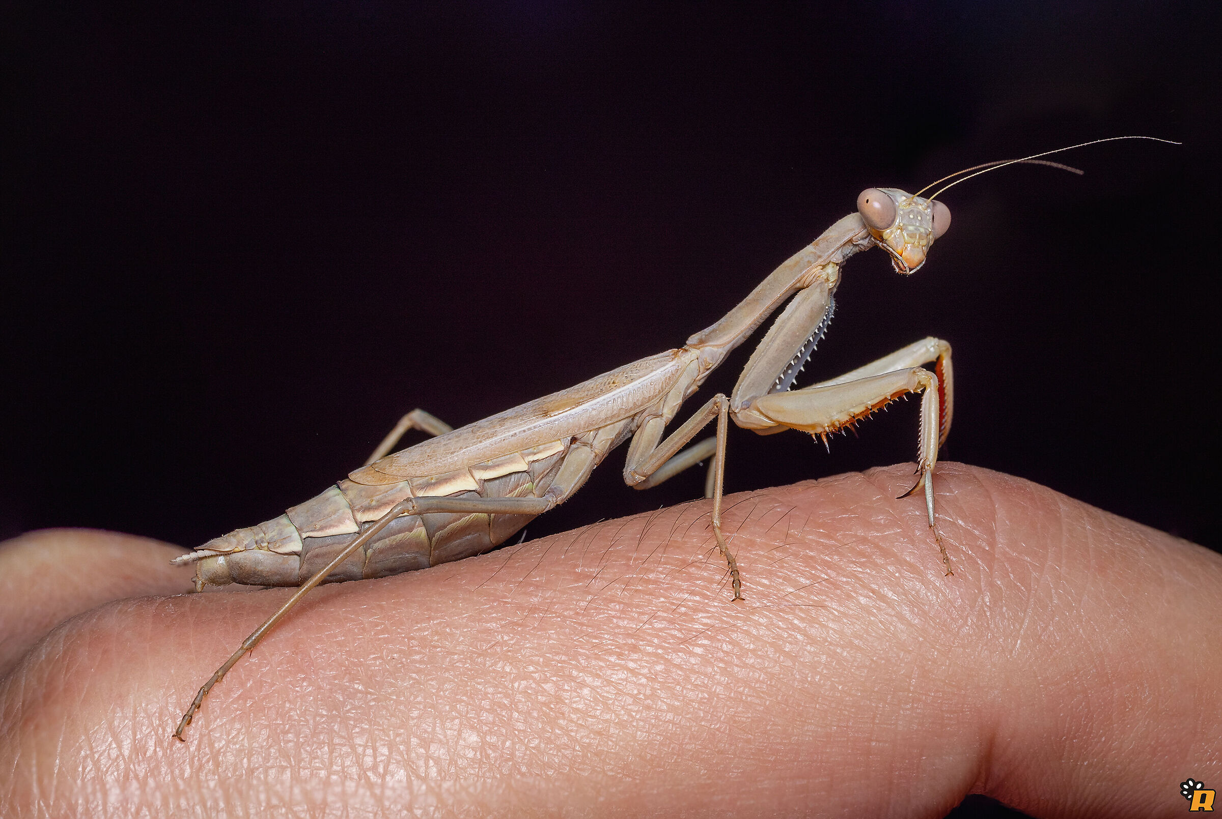 Iris oratoria sul mio dito