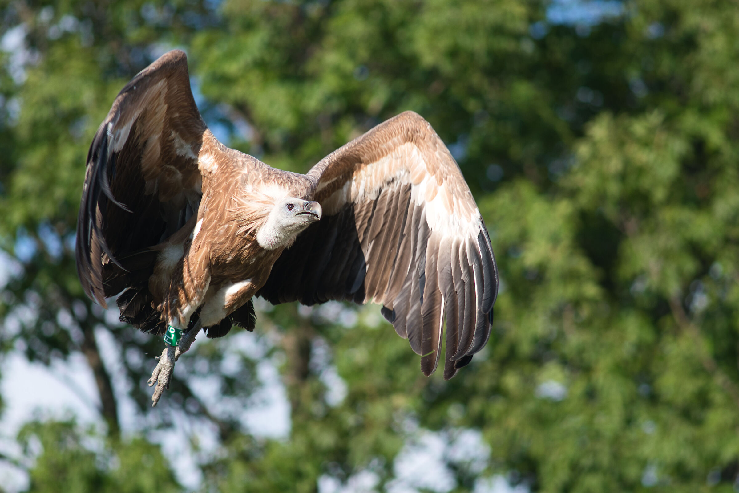 fulvus