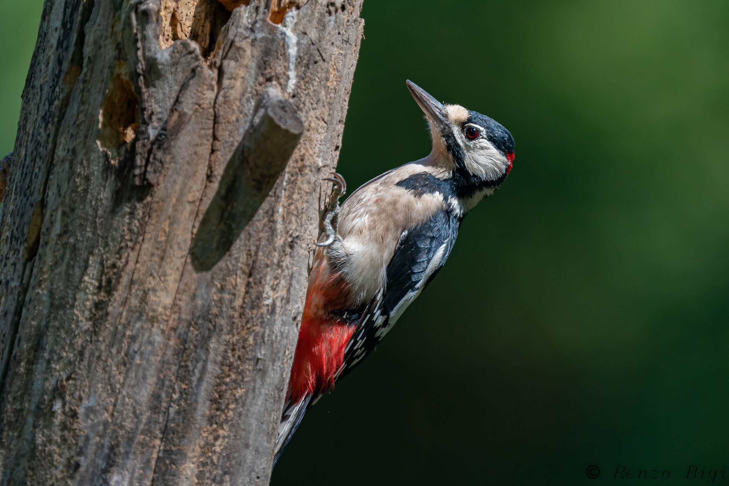 Picchio rosso maggiore
