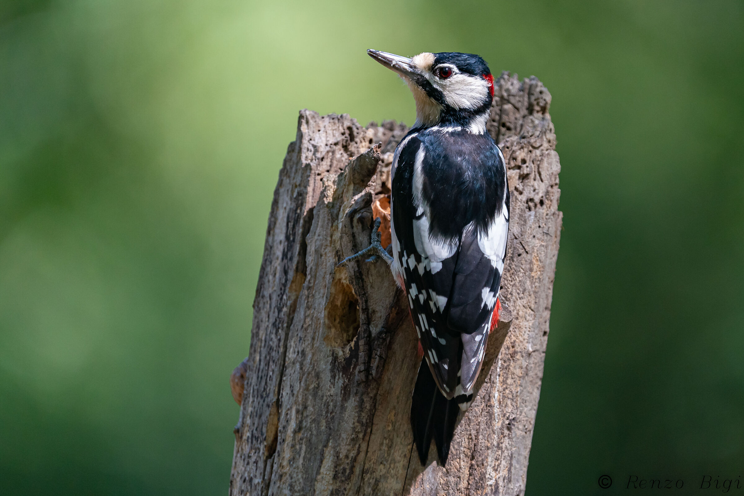 Picchio rosso maggiore