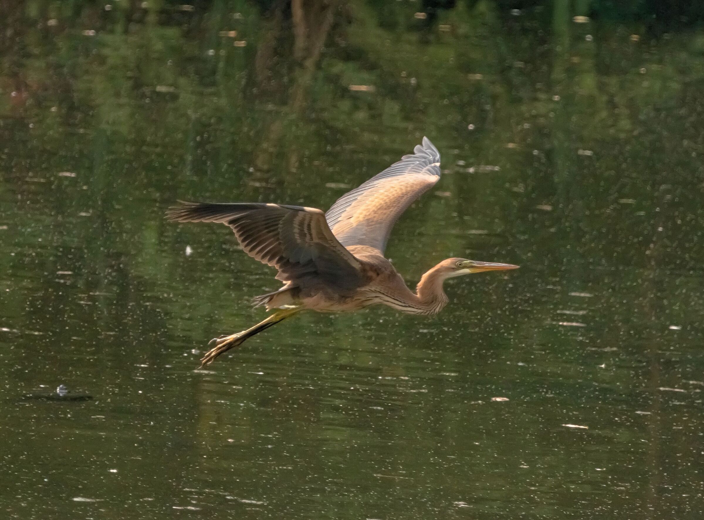 Red Heron coming Oasi Lipu 9/09/2021