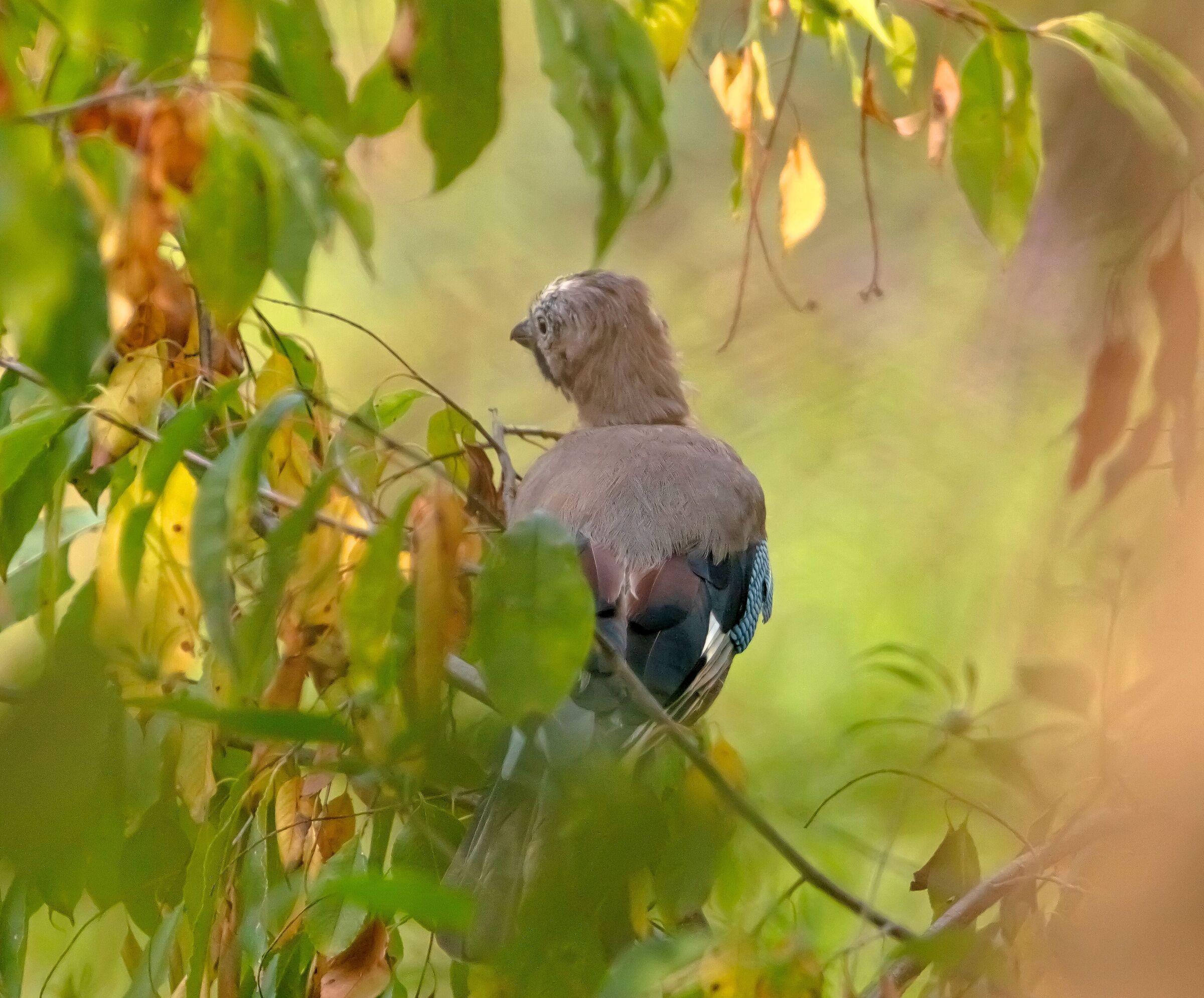 Jay in ambush stop Oasi Lipu 9/09/2021