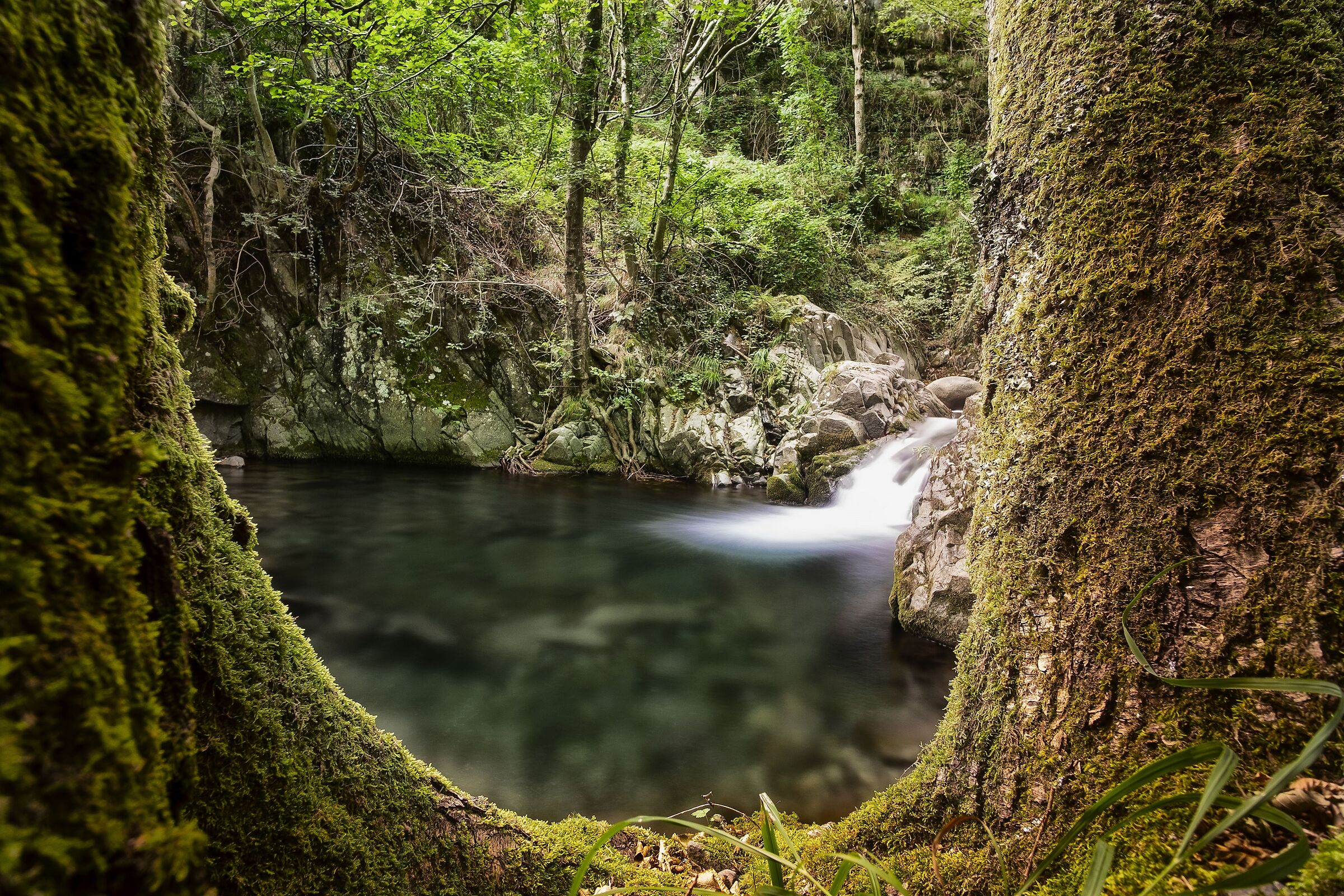 La foresta incantata
