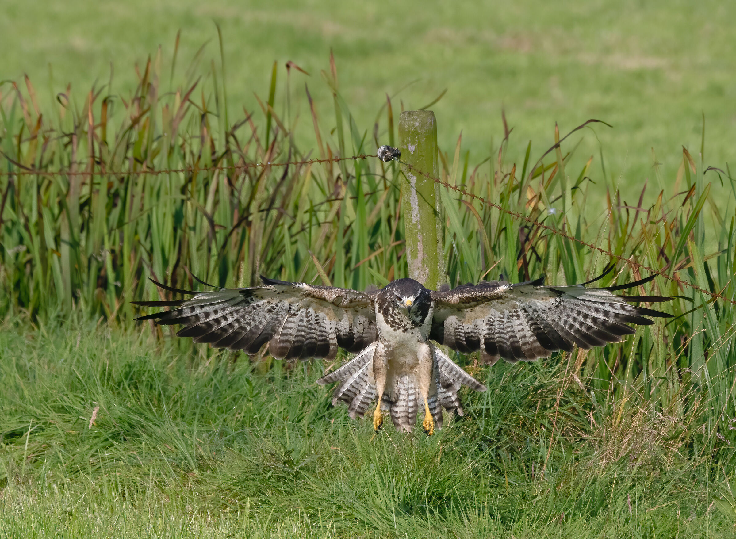 European common Buzzard (Buteo buteo) Frog hunting