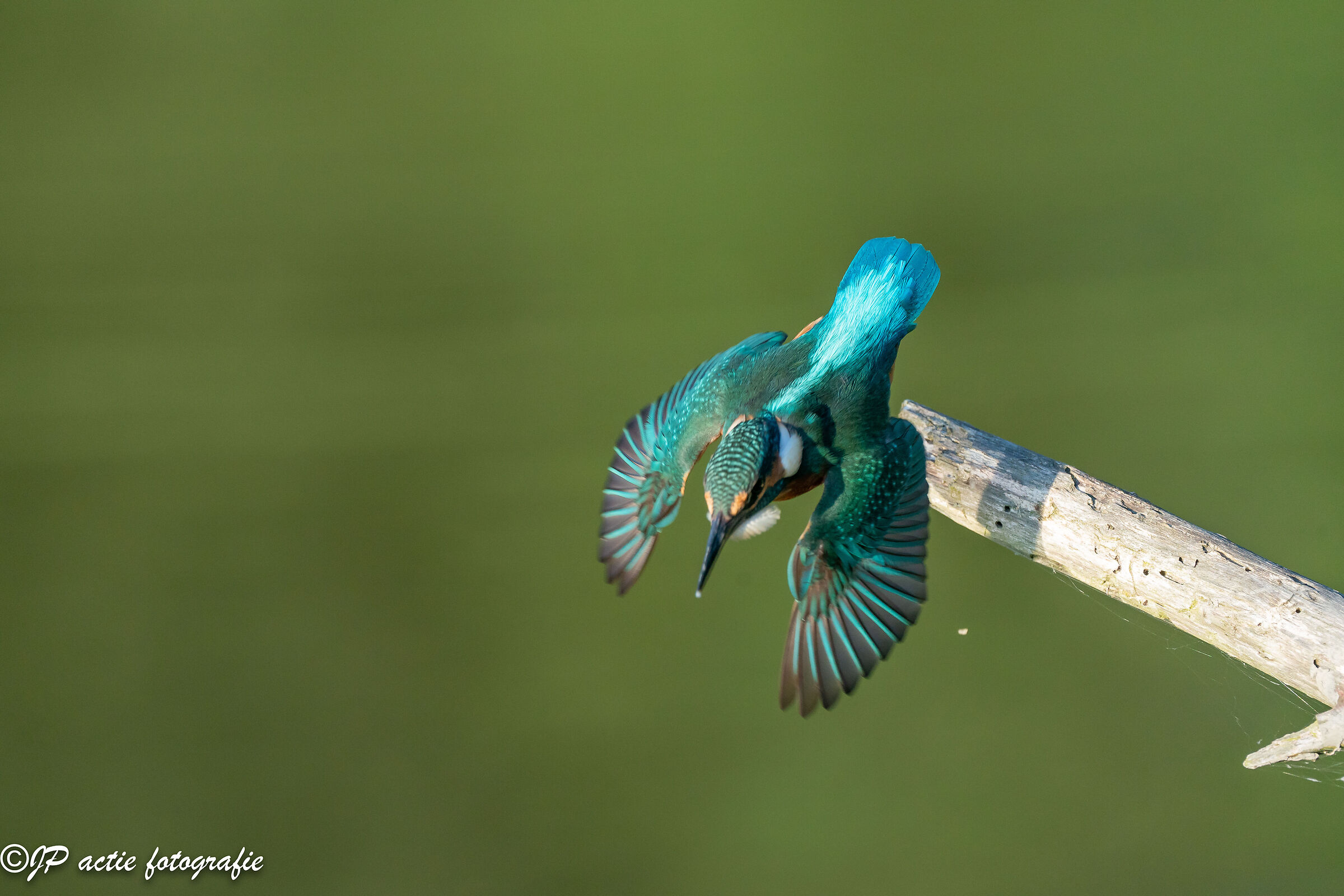 spread your wings and flay away