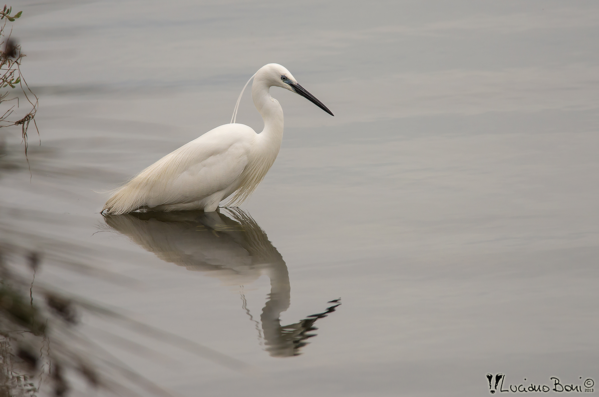 Egret