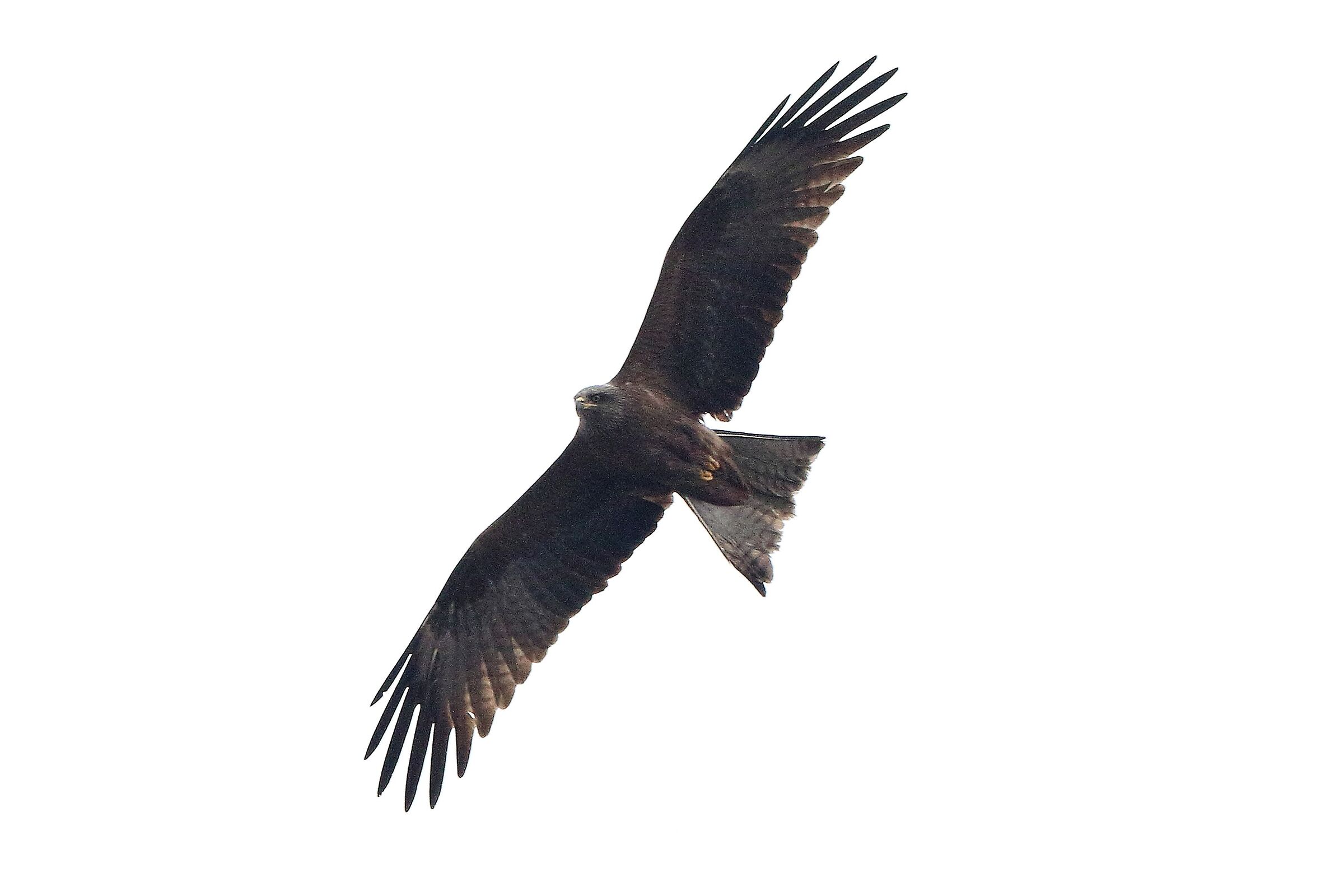 Black kite