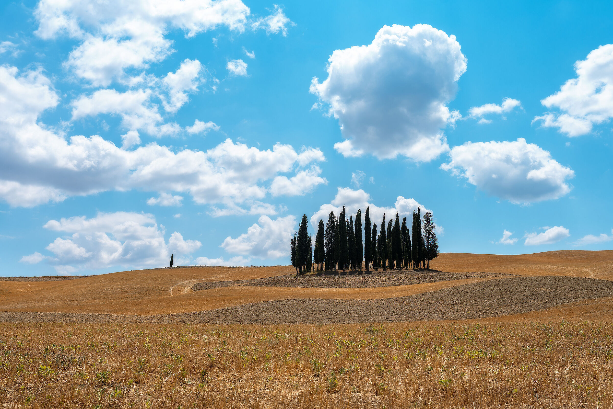 The Cypresses of San Quirico d'Orcia