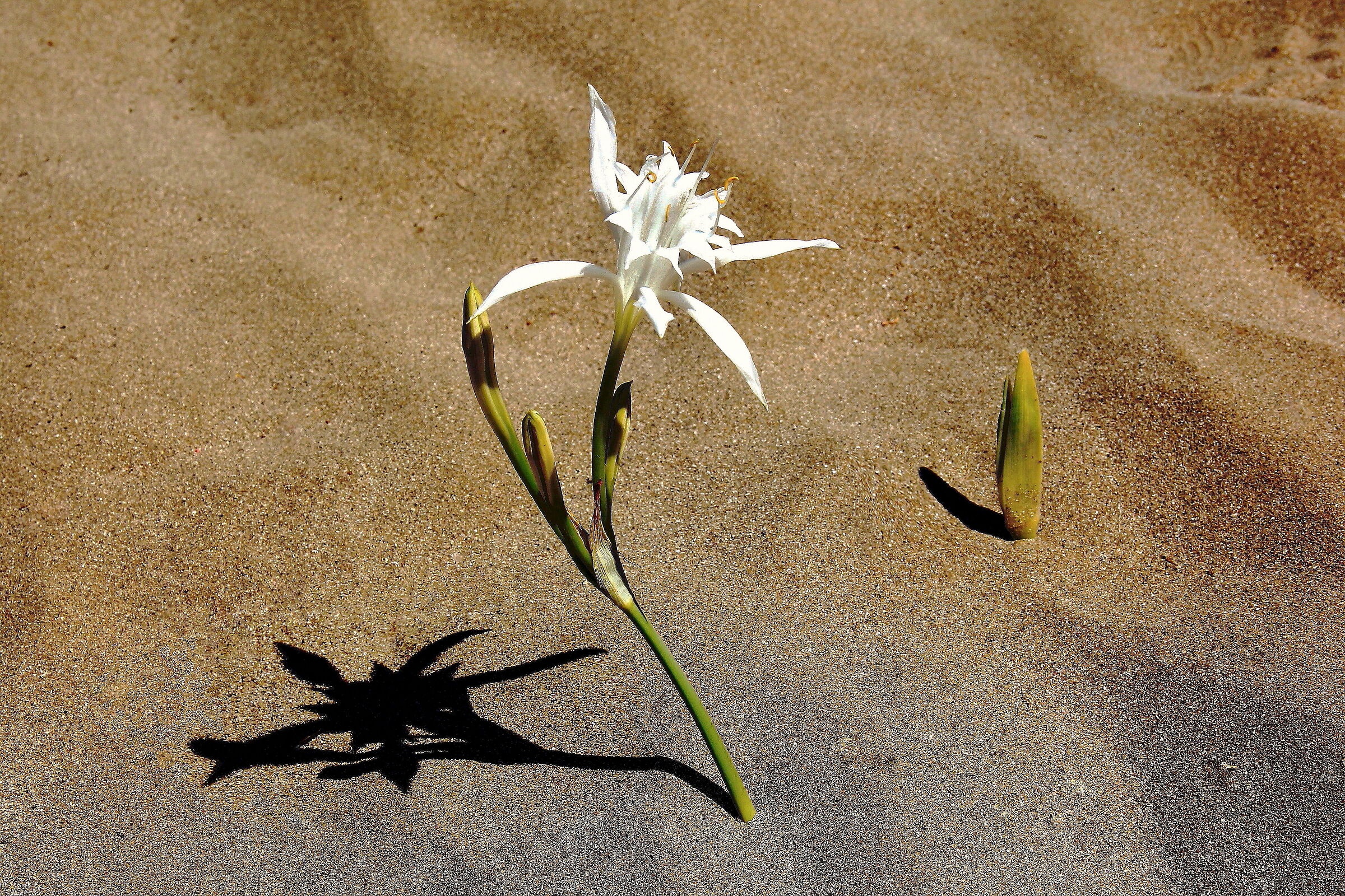 Le ombre di padre e figlio