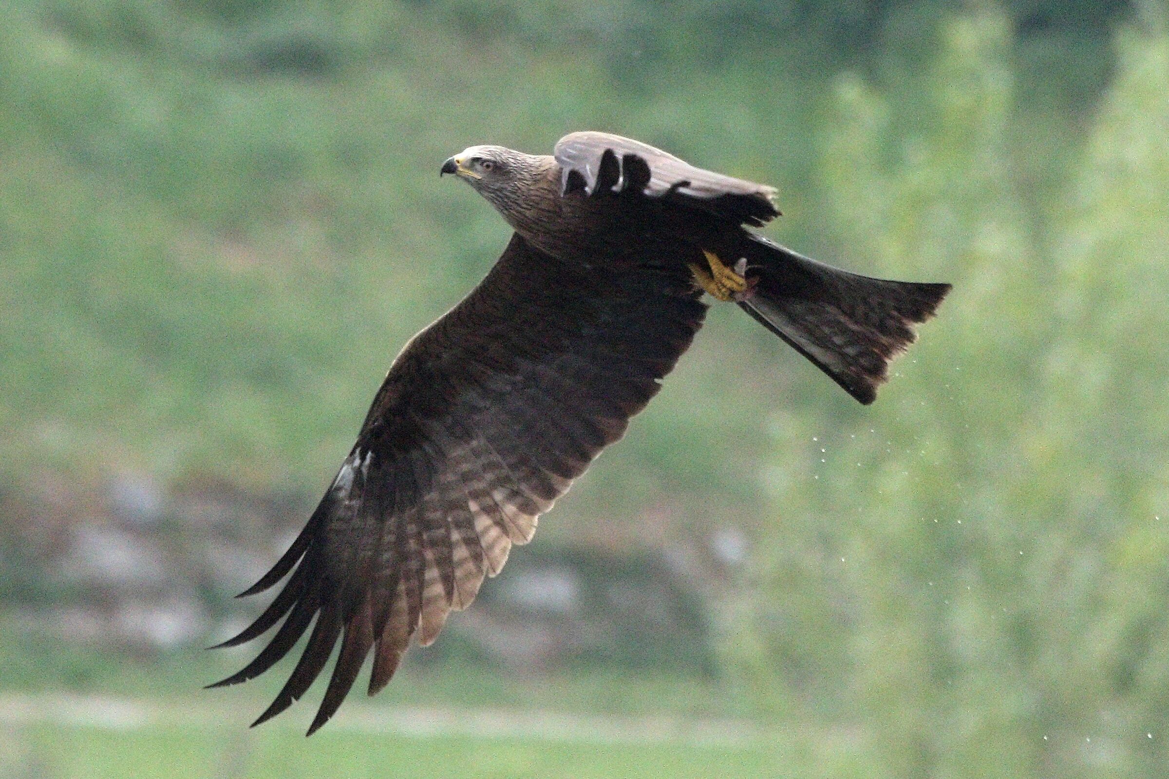 black kite