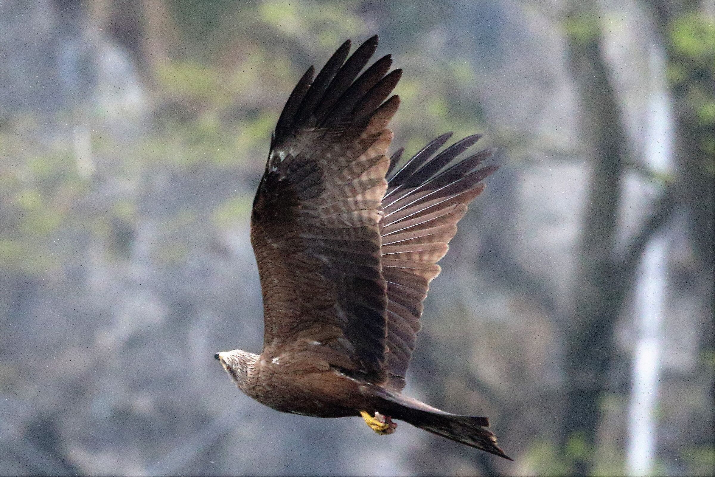 black kite