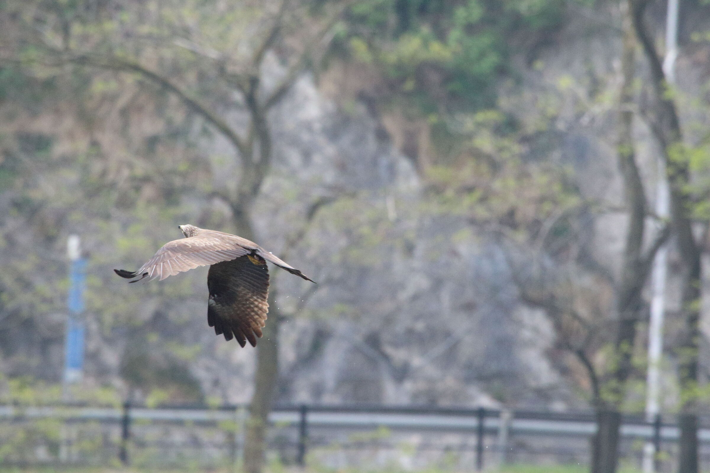 black kite
