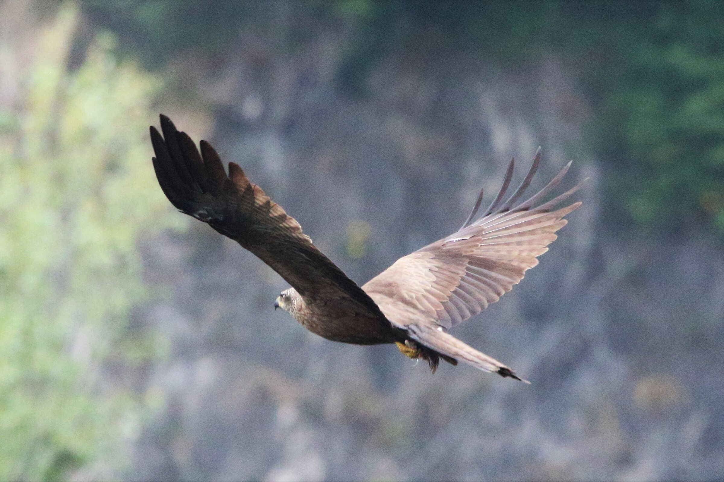 black kite
