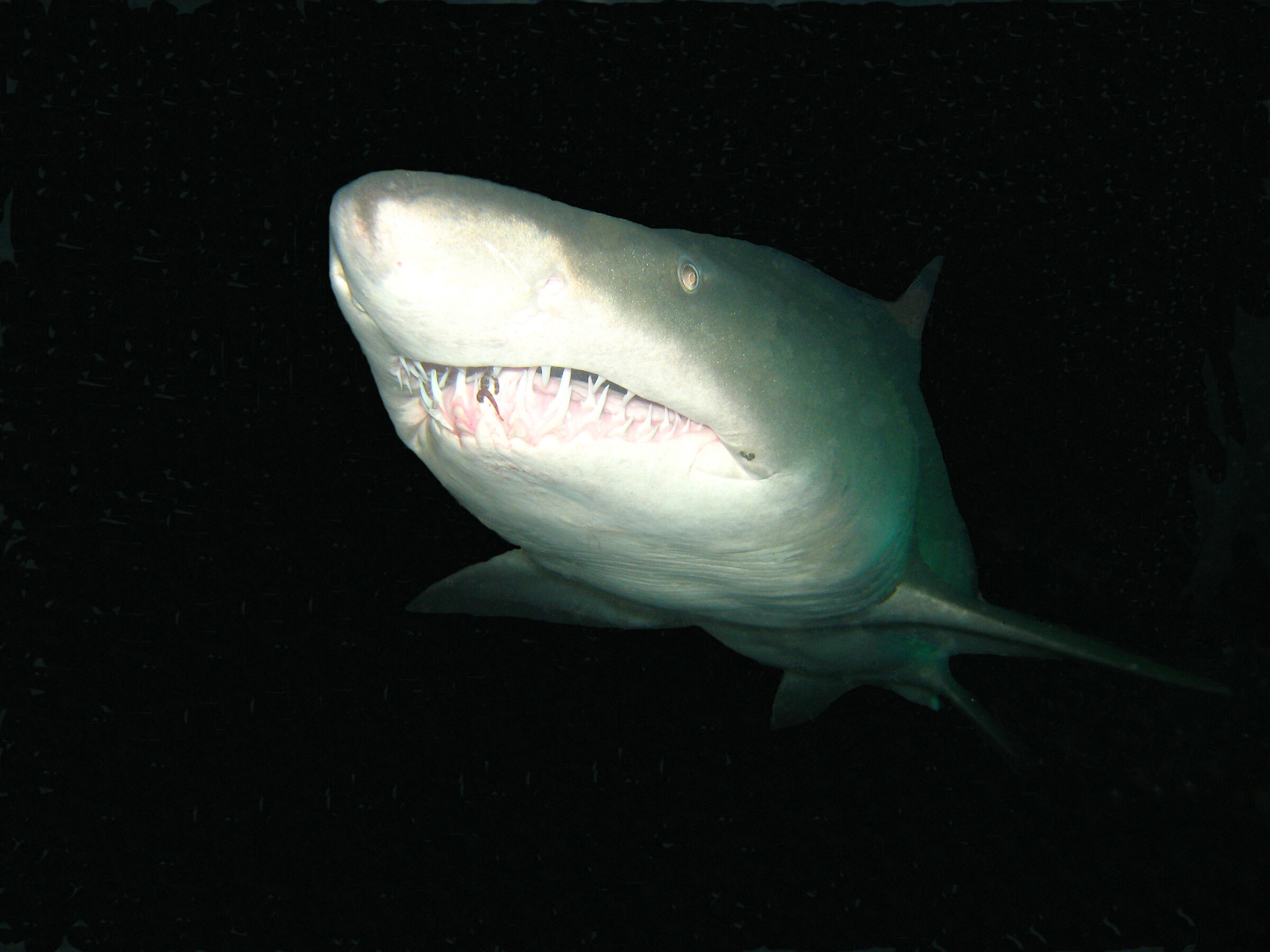 Sandtiger shark