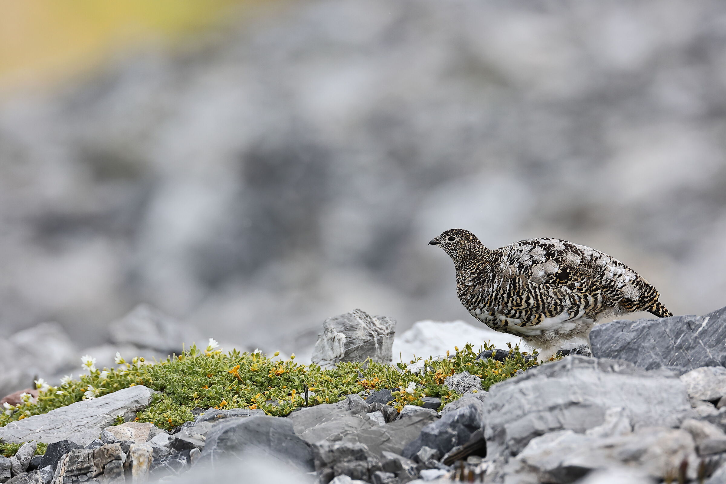 Ptarmigan