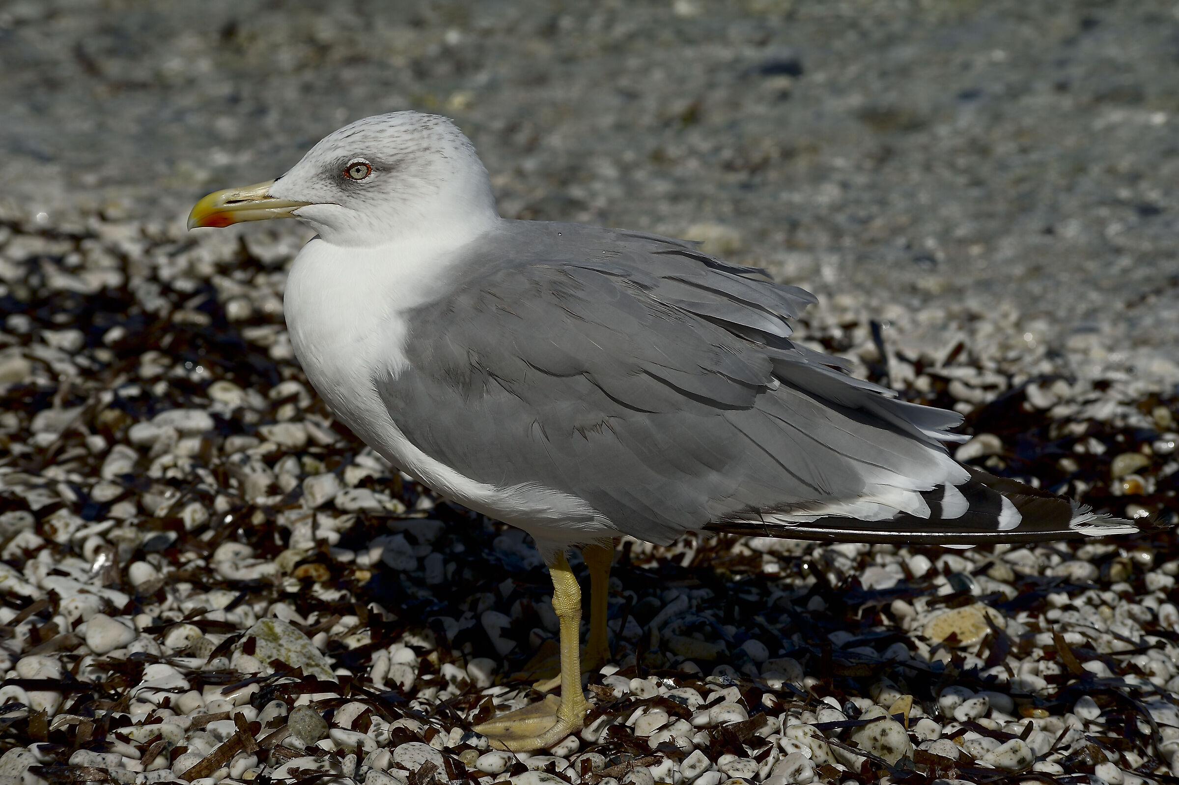 gabbiano all'isola d'Elba