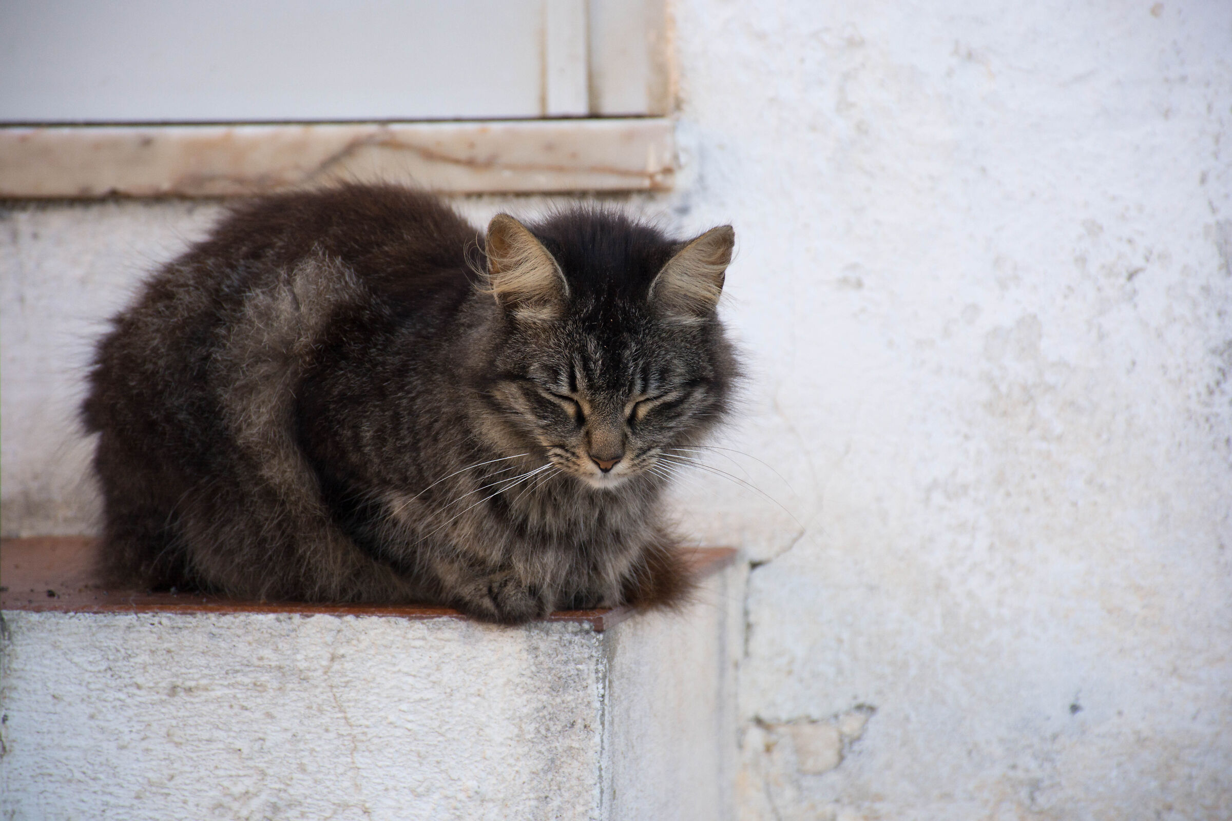 Lasciami fare la cuccia!