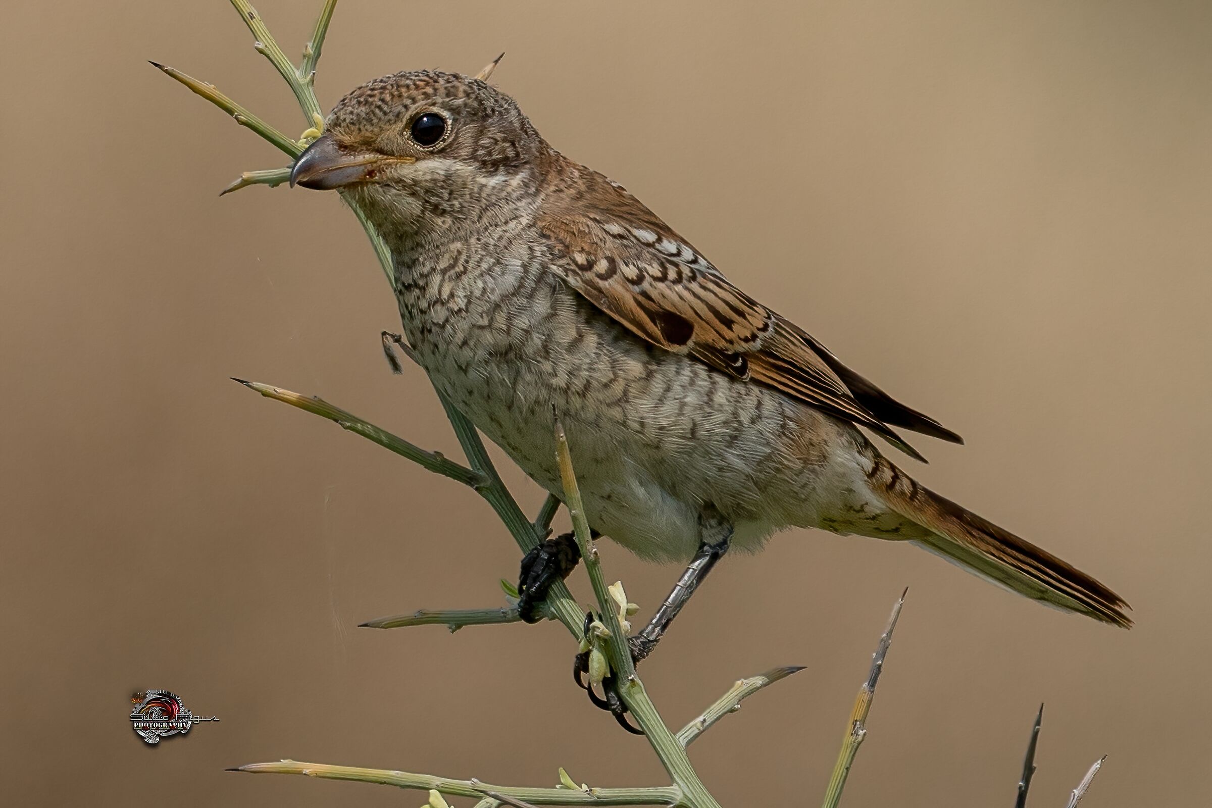 Averla capirossa giovane