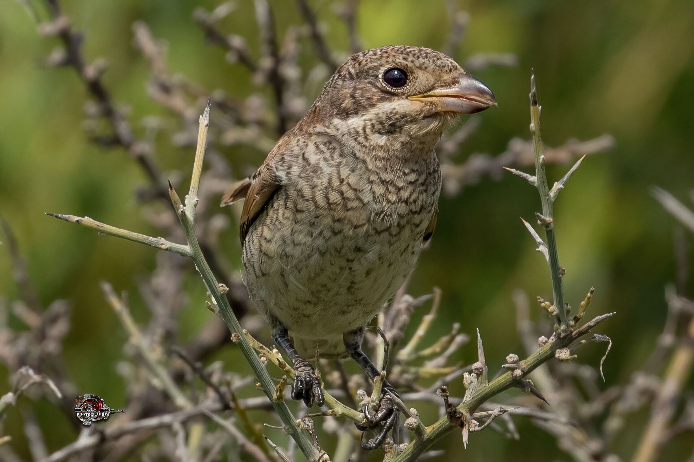 Averla capirossa giovane
