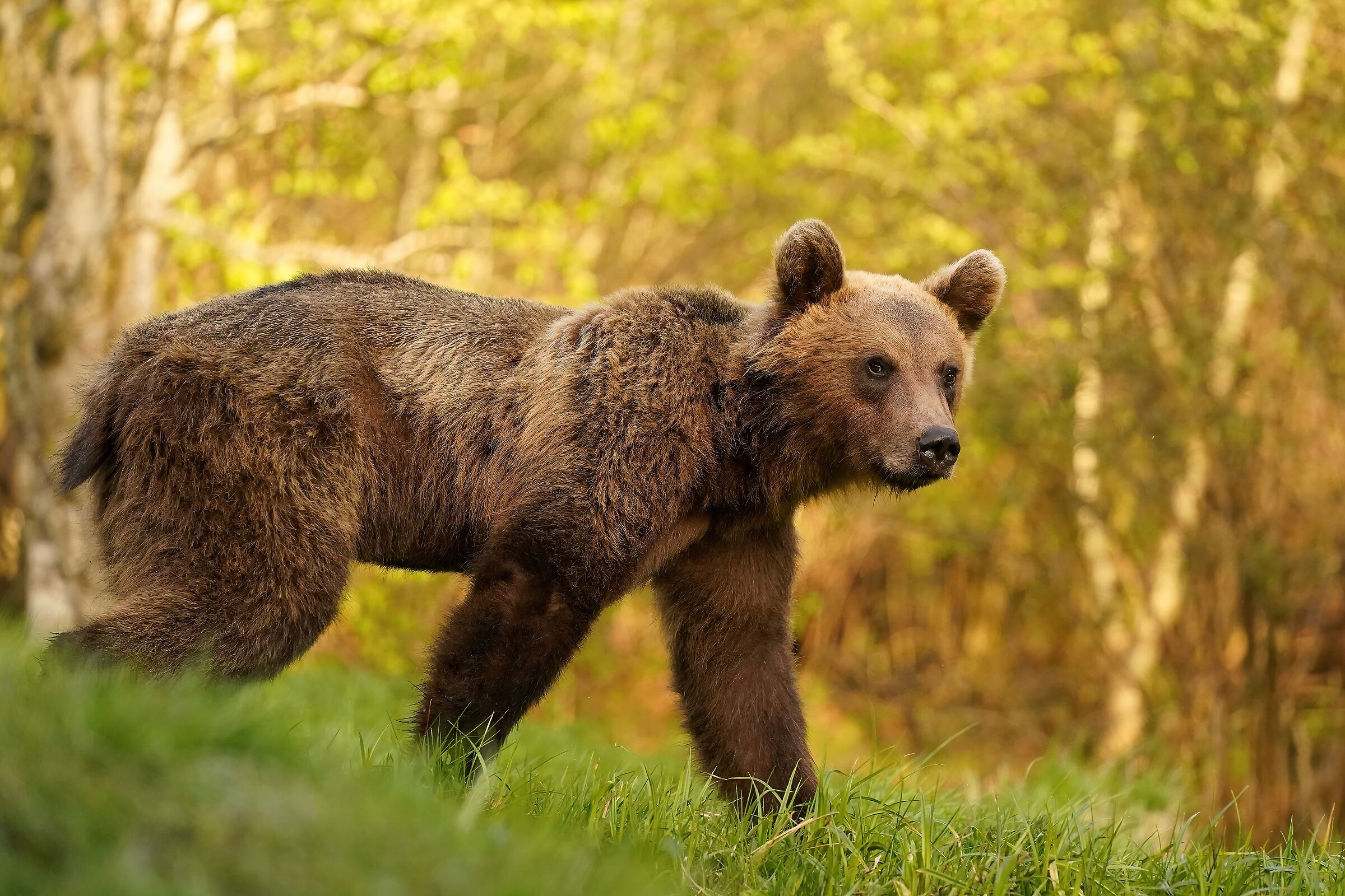 bear