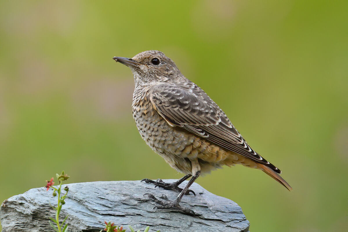 Rock thrush