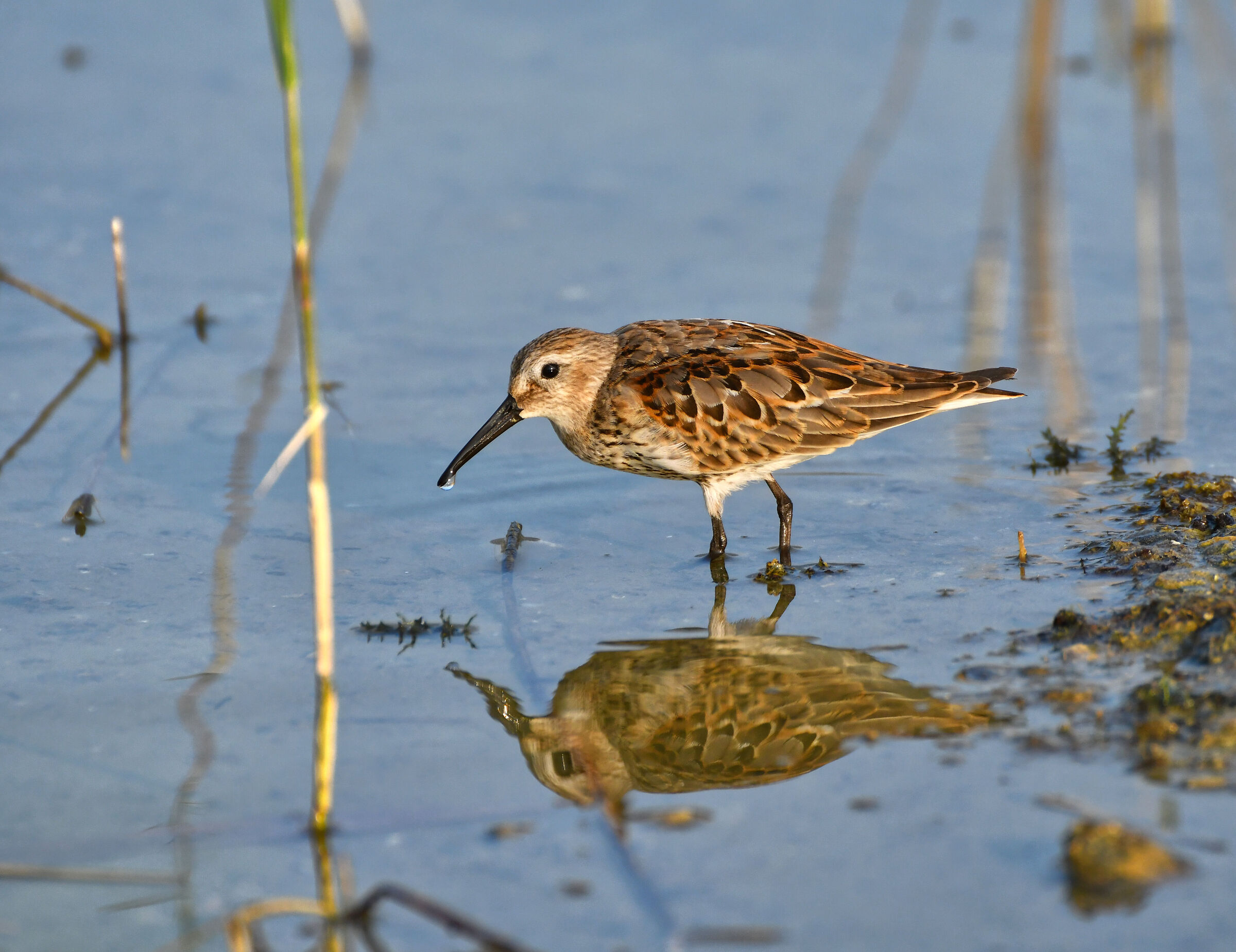 Piovanello pancianera