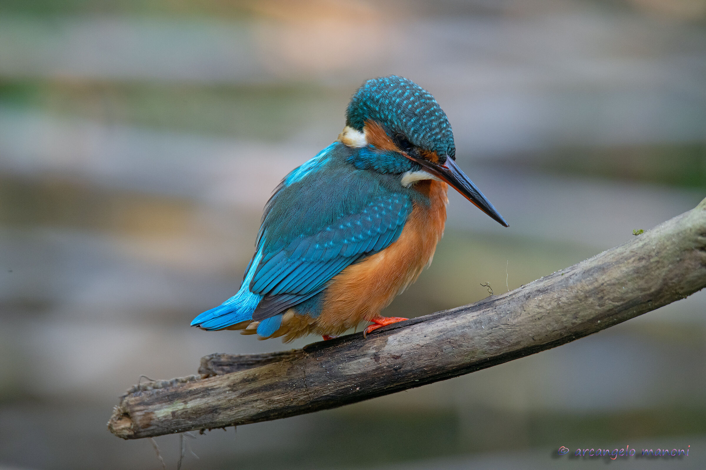 Good morning with martino