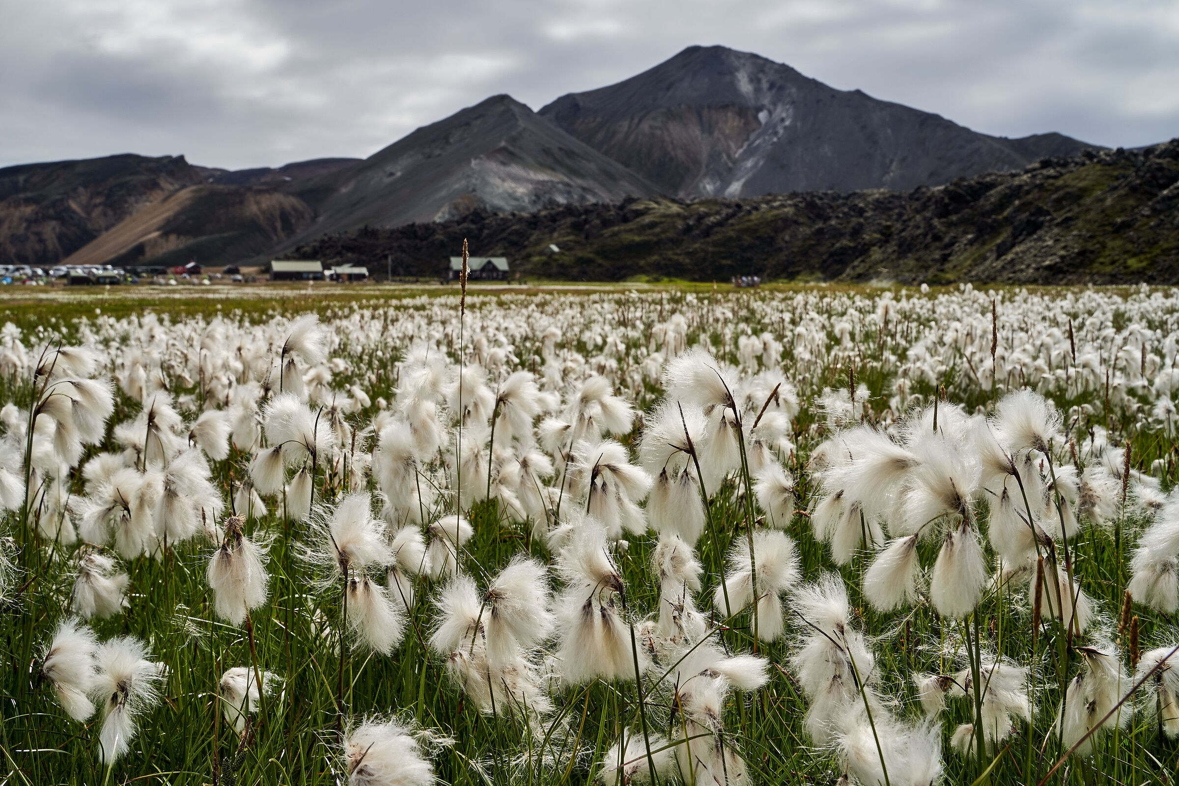 Cotton grass in Landmallaugar