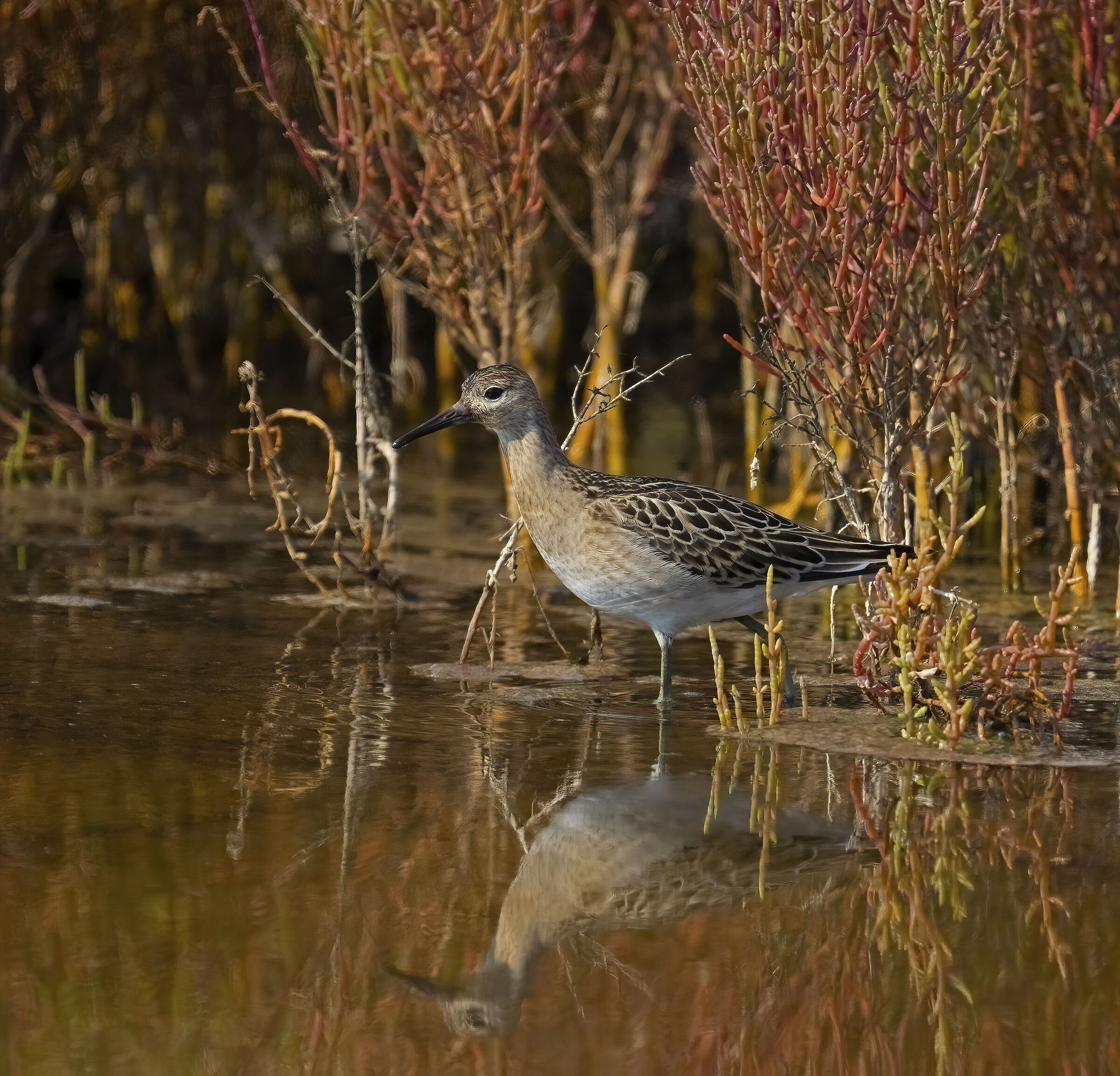 the colors of September ... fighter .