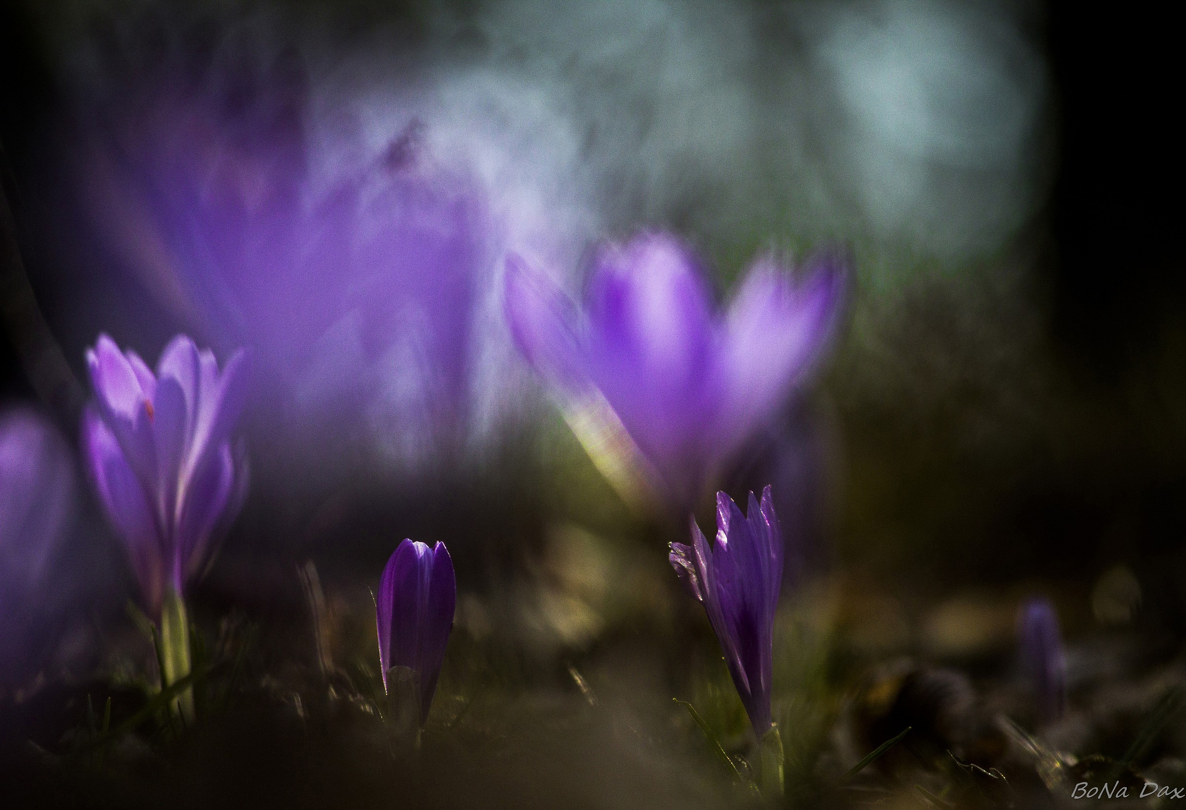 Hallucinations Floral