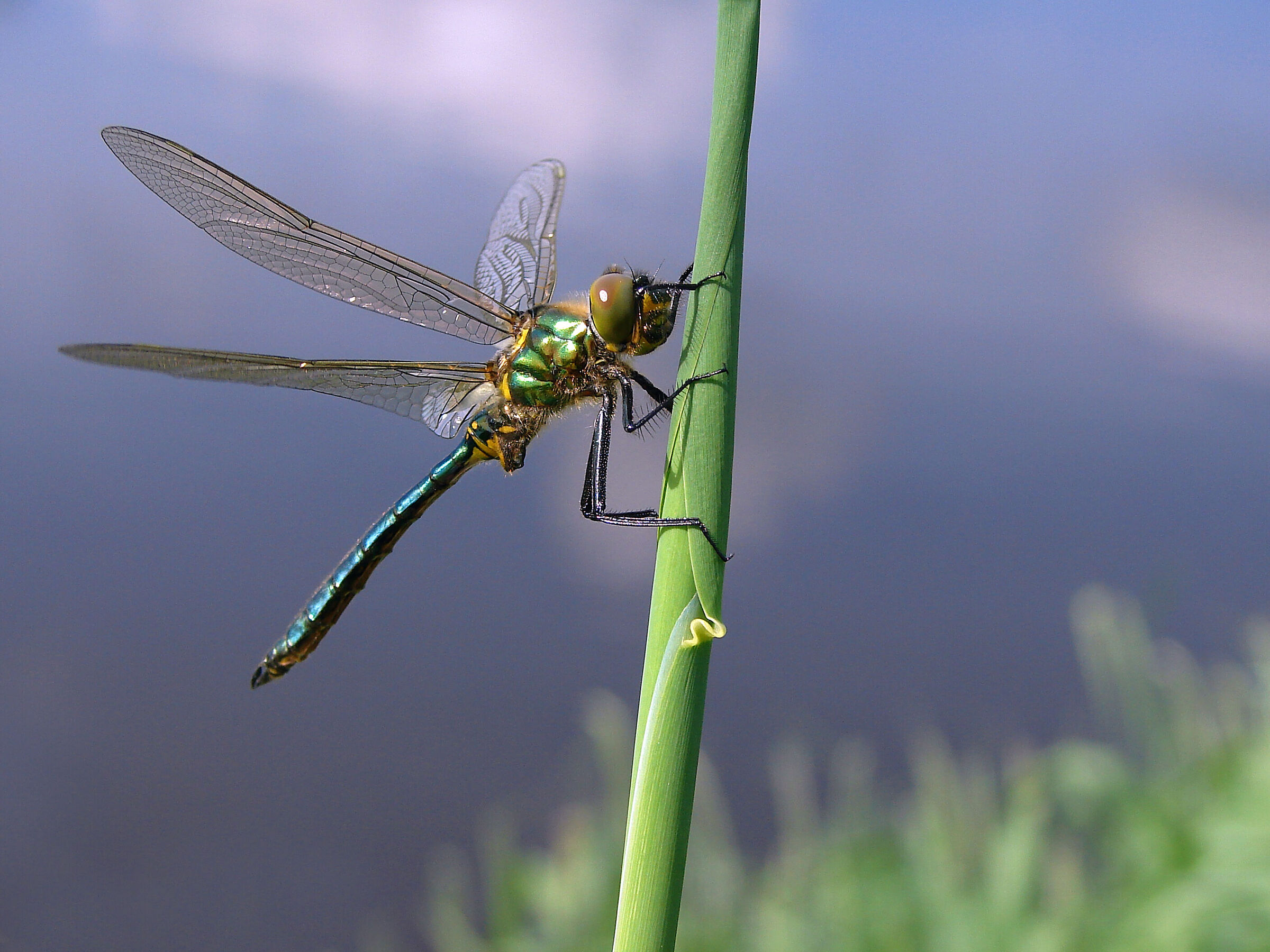 Dragonfly