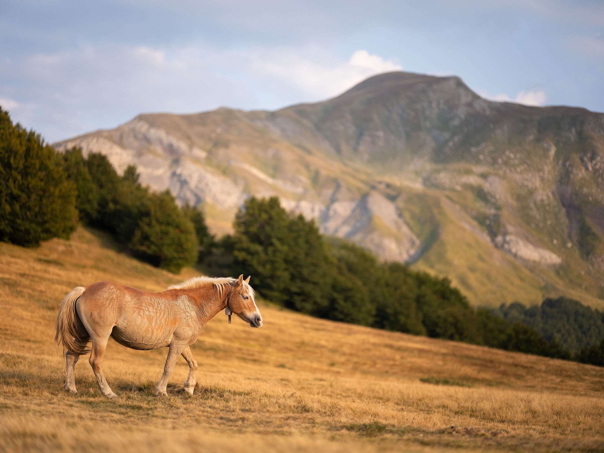 Cavallo e Cusna dai Prati di Sara