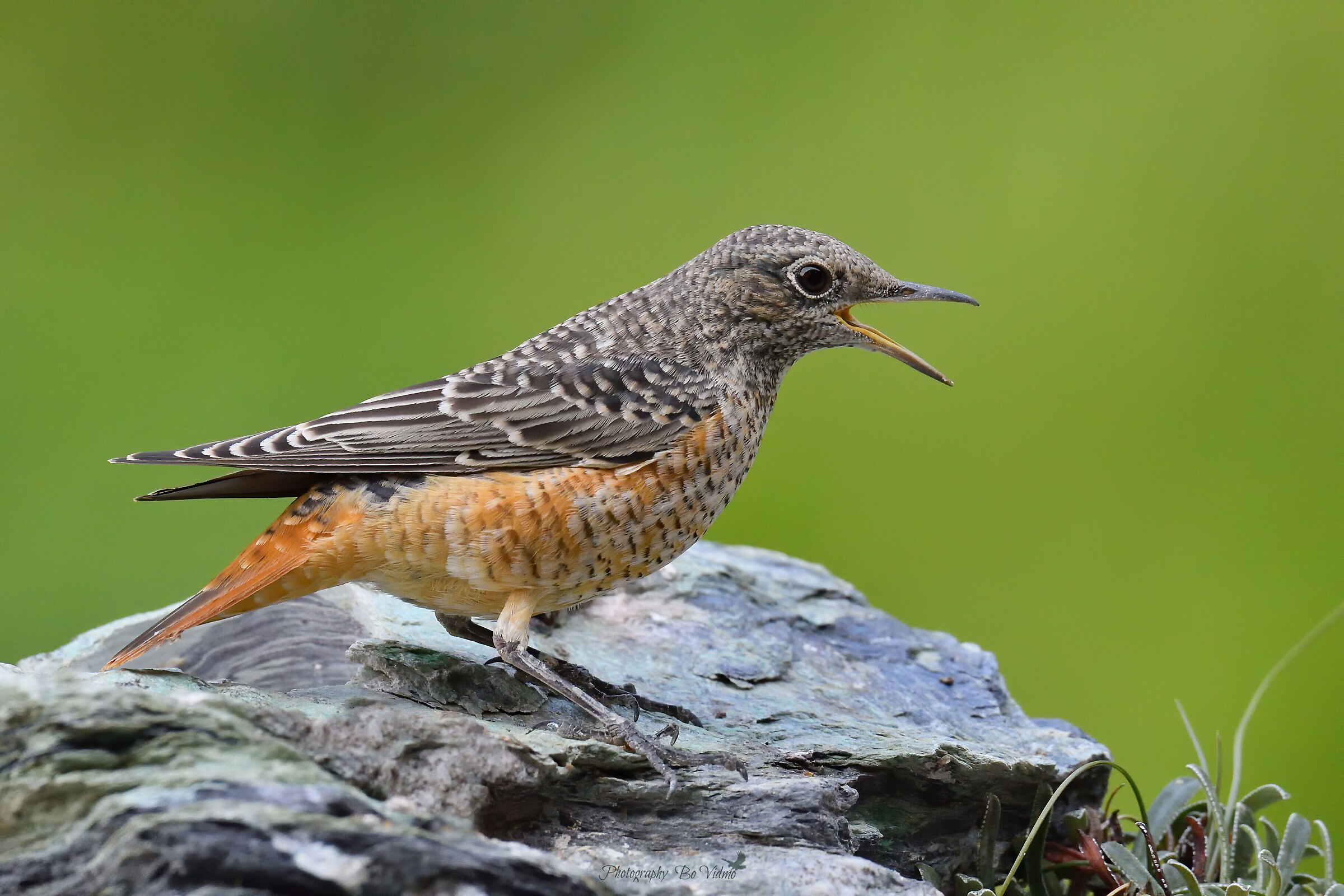 Rock thrush.