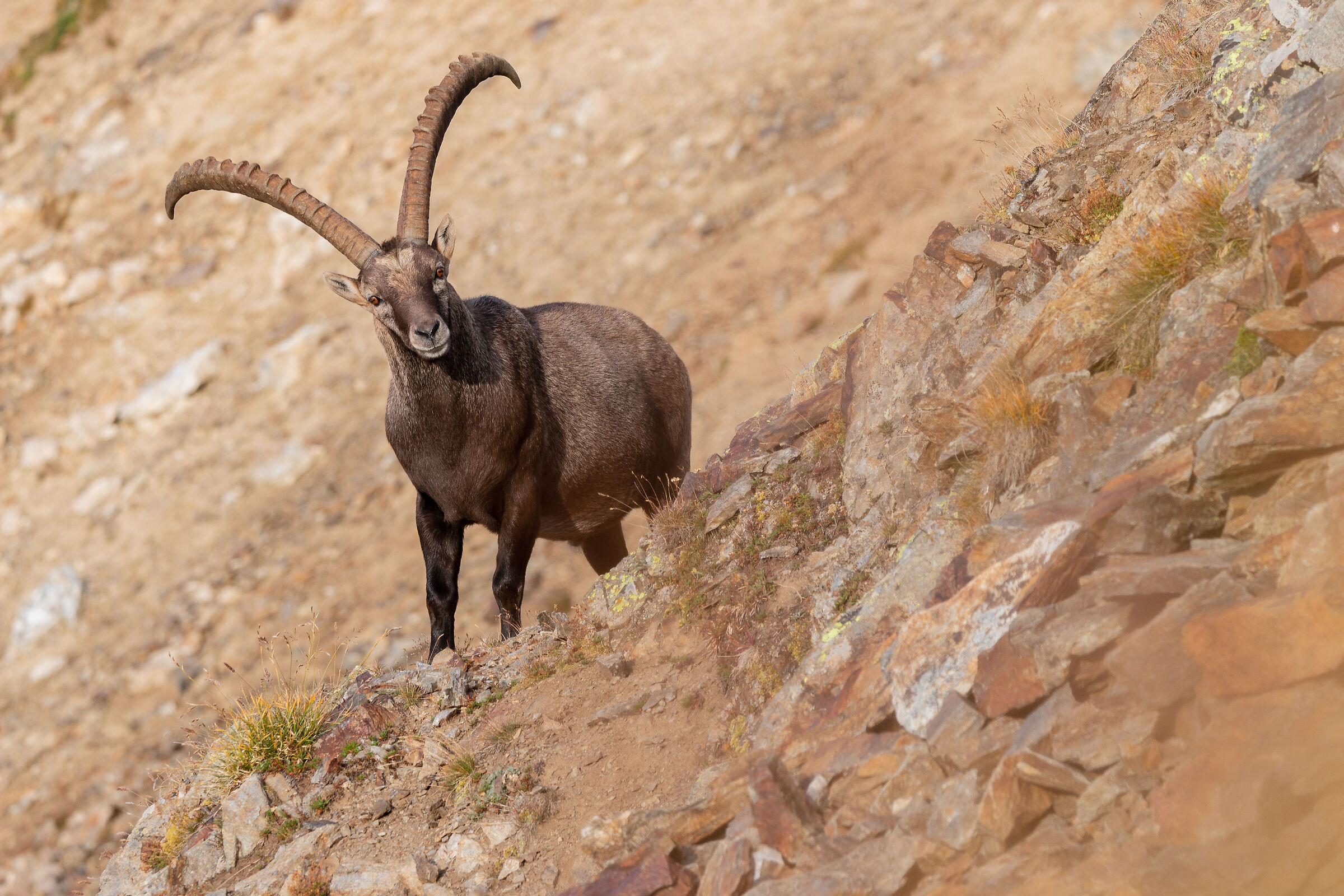 Ibex