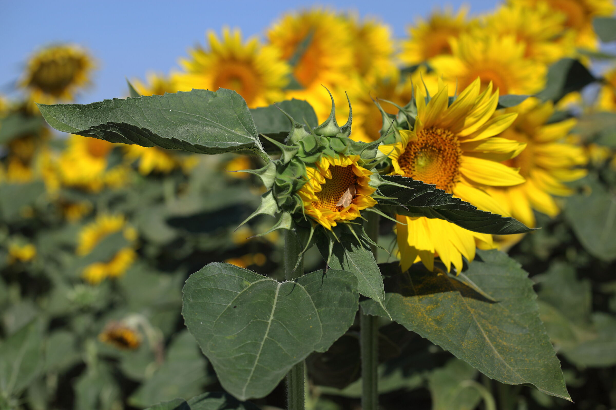 Home sweet home, the hiding place of the moth.